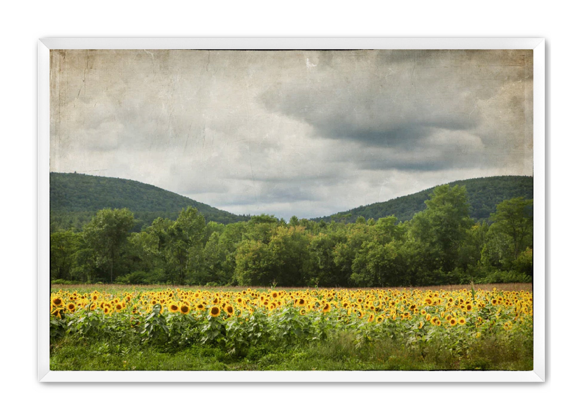 PhotoArt Prints 'SUNFLOWERS' Danielle Neumann Kelly