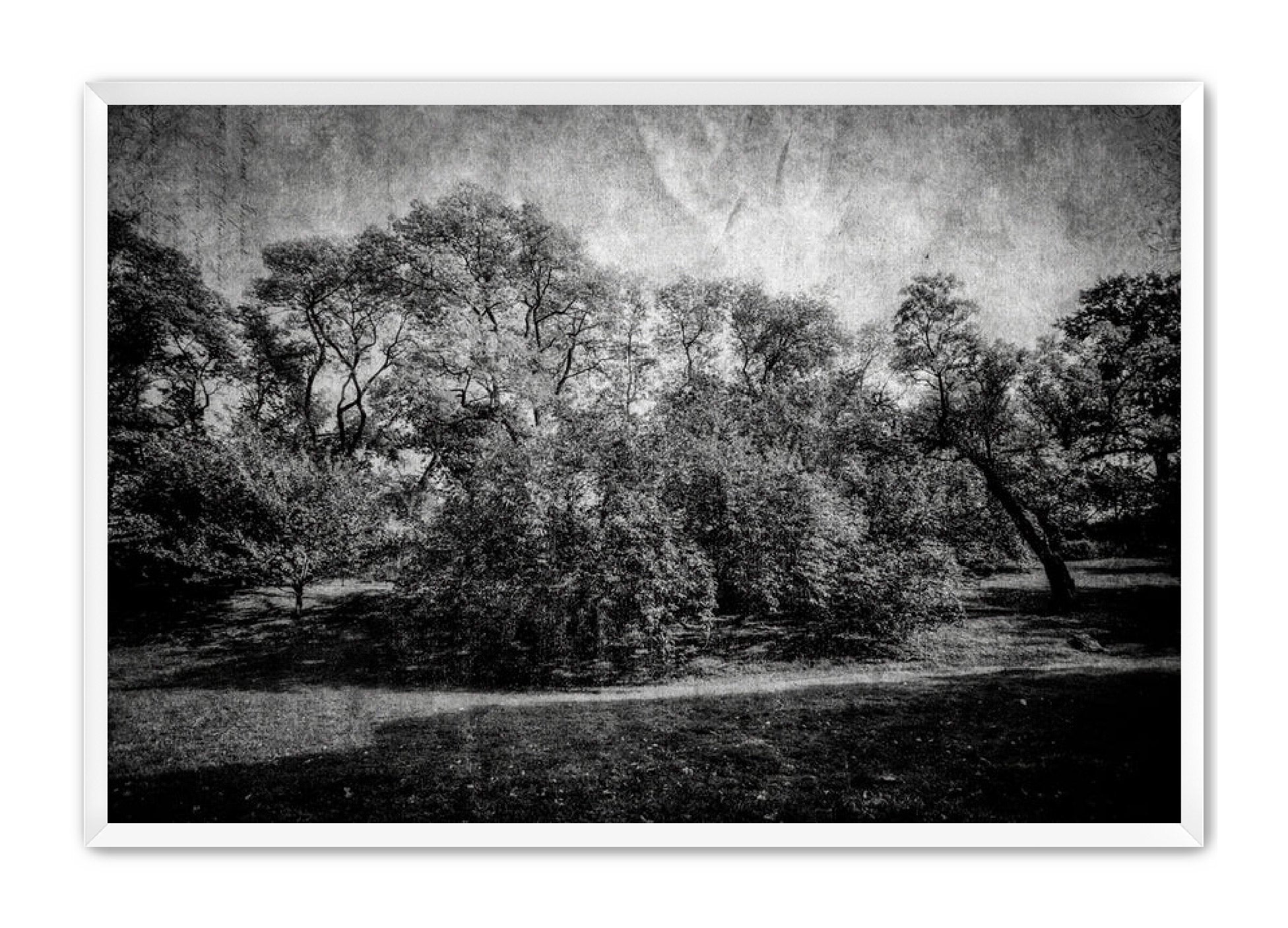 PhotoArt Prints 'LIFE OF TREES' Danielle Neumann Kelly