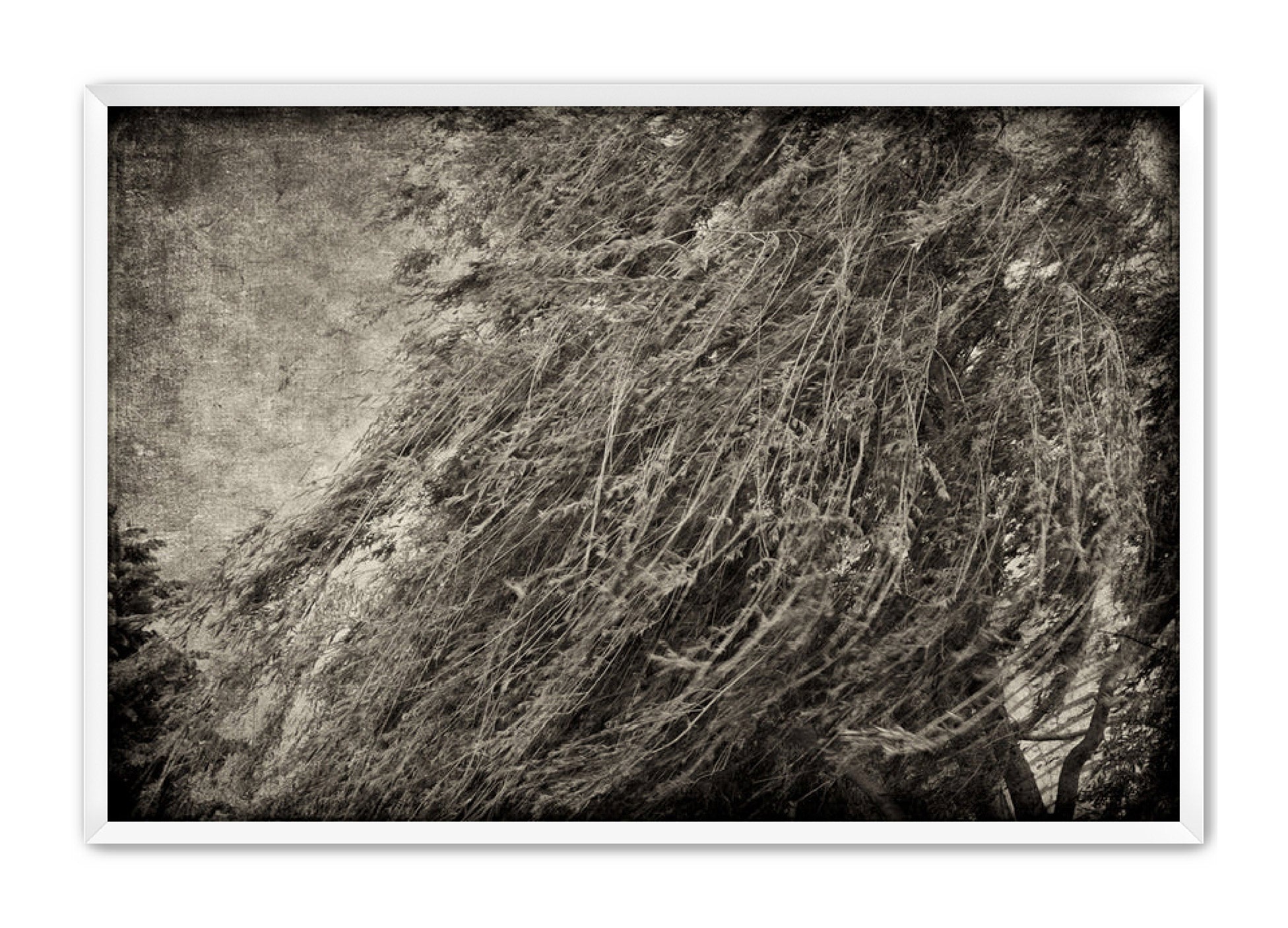 PhotoArt Prints 'TEXTURED TREES 1' Danielle Neumann Kelly