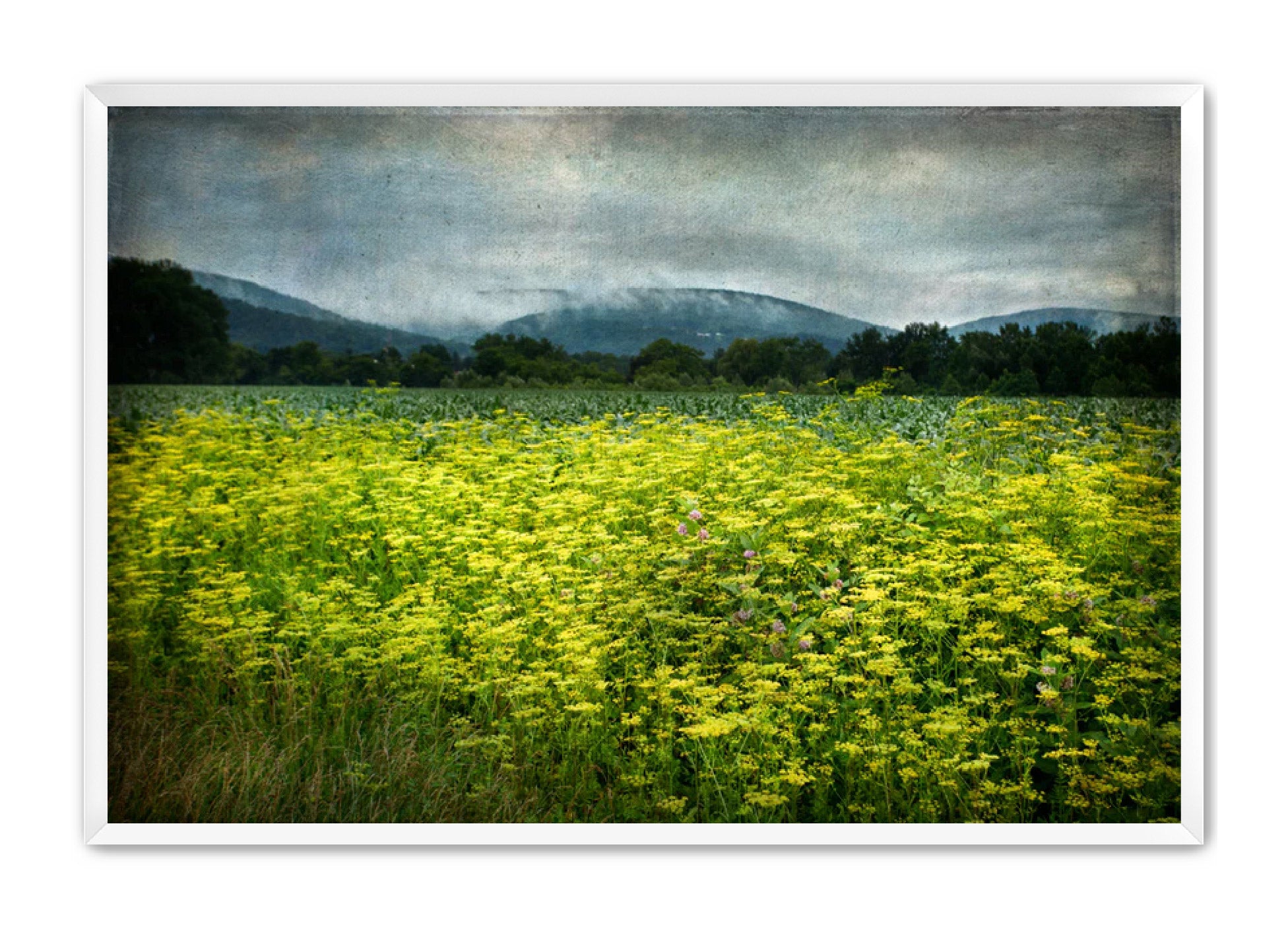 PhotoArt Prints 'SCHOHARIE WILDFLOWERS' Danielle Neumann Kelly