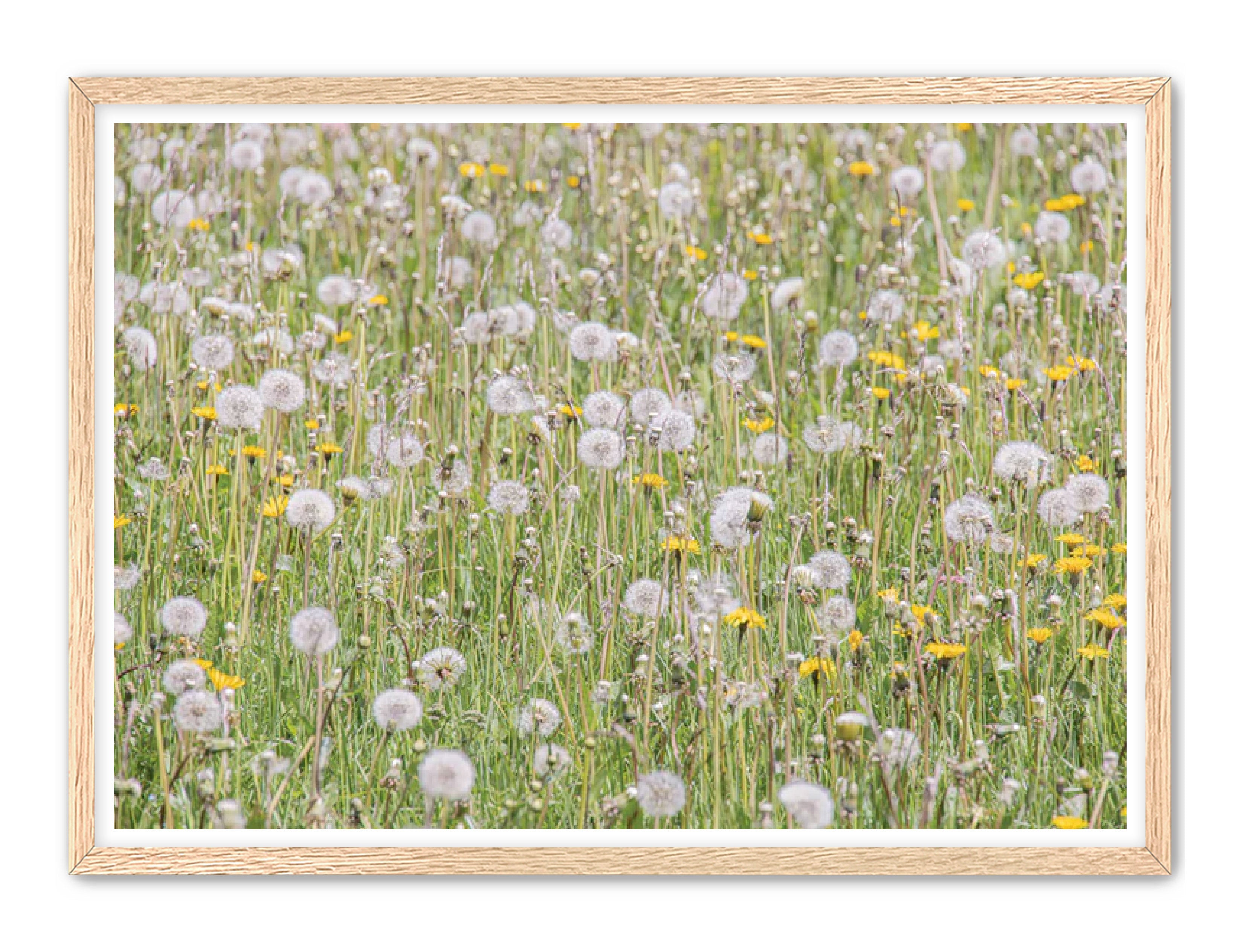 photography Prints 'FIELD OF FLOWERS' Erin Rudzinski