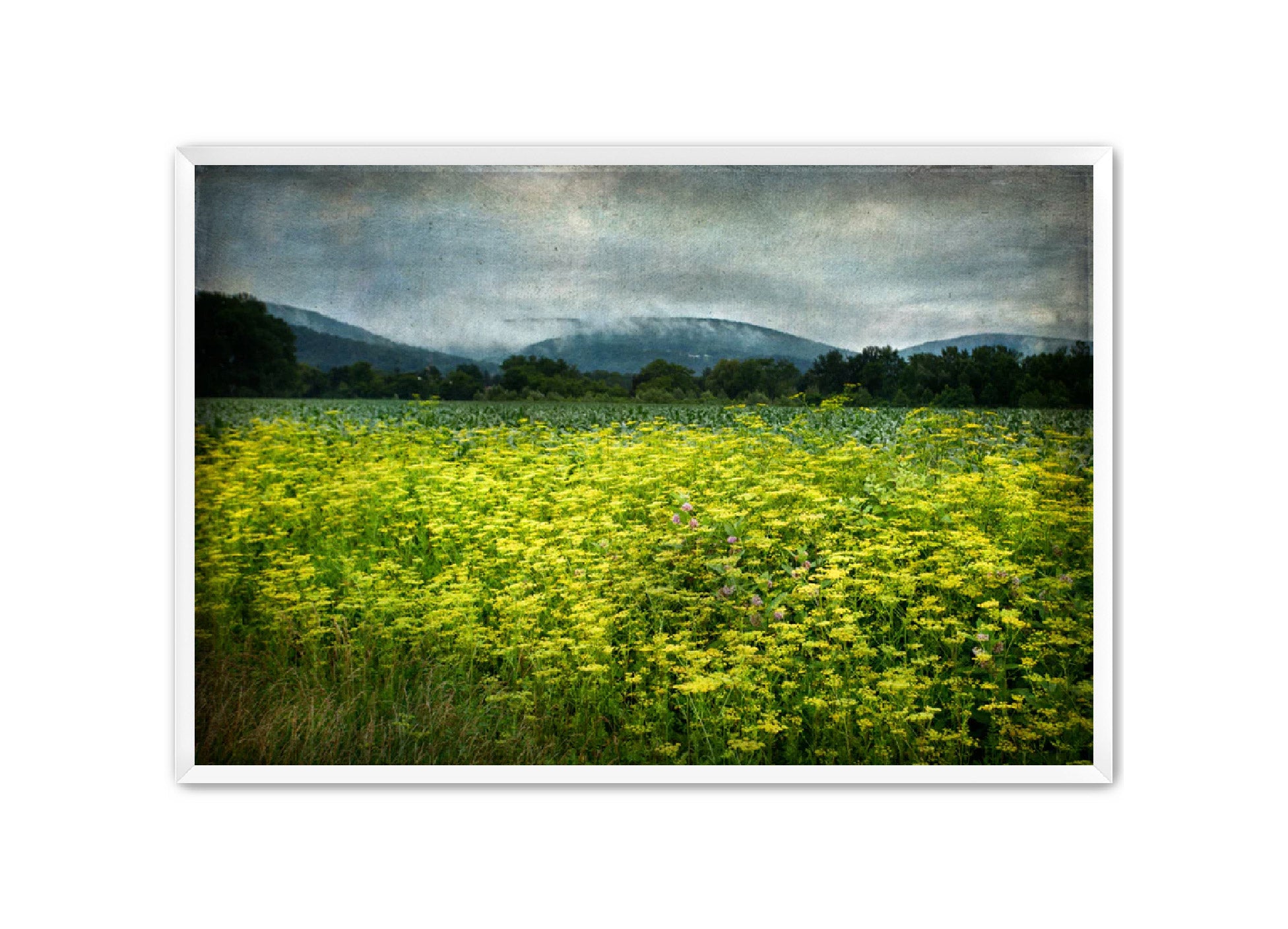 PhotoArt Prints 'SCHOHARIE WILDFLOWERS' Danielle Neumann Kelly