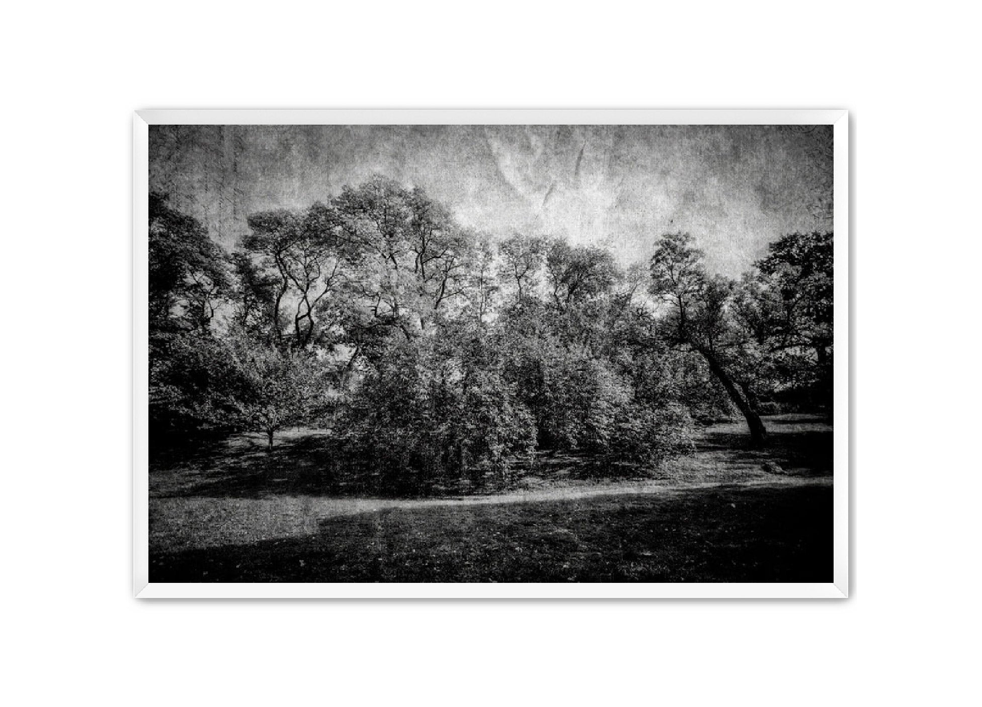 PhotoArt Prints 'LIFE OF TREES' Danielle Neumann Kelly