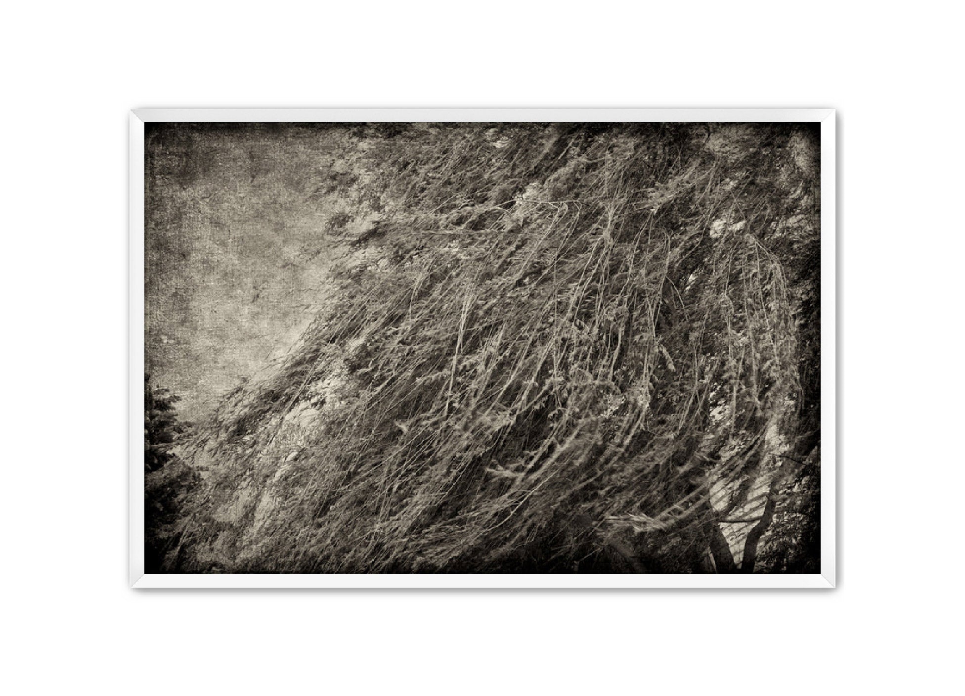 PhotoArt Prints 'TEXTURED TREES 1' Danielle Neumann Kelly