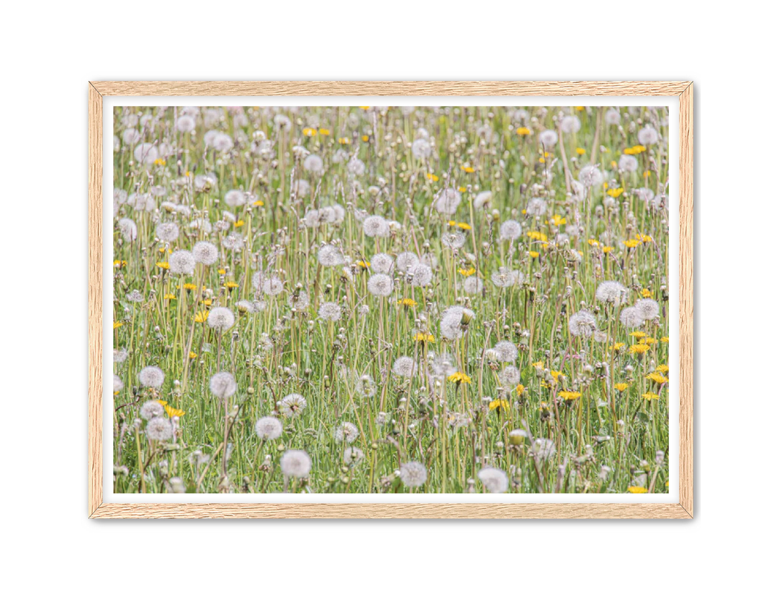 photography Prints 'FIELD OF FLOWERS' Erin Rudzinski