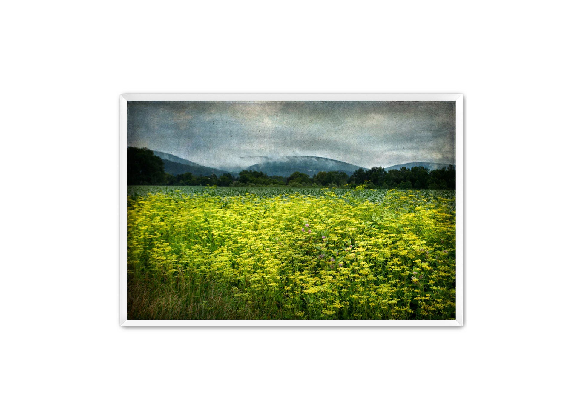 PhotoArt Prints 'SCHOHARIE WILDFLOWERS' Danielle Neumann Kelly