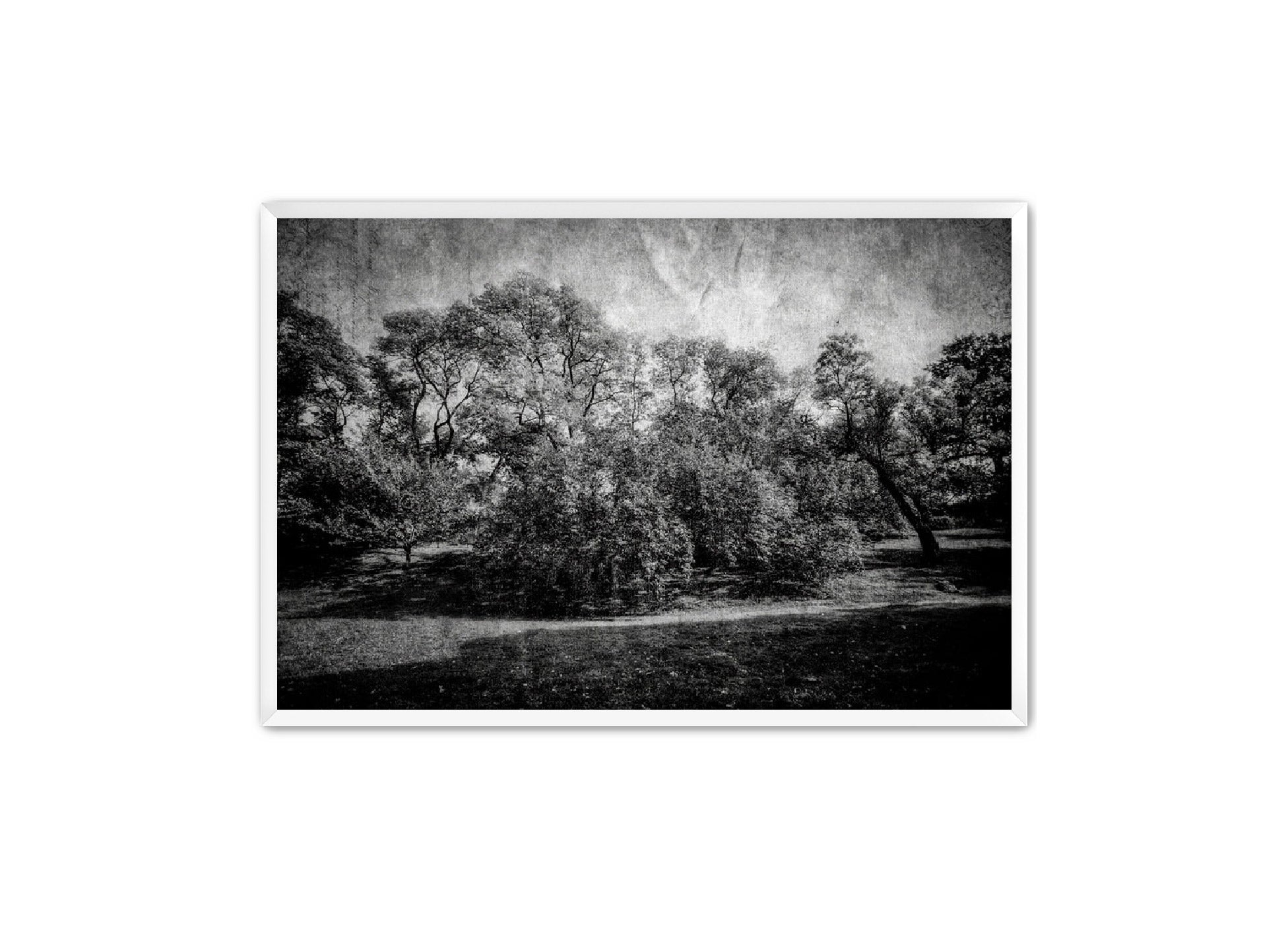 PhotoArt Prints 'LIFE OF TREES' Danielle Neumann Kelly