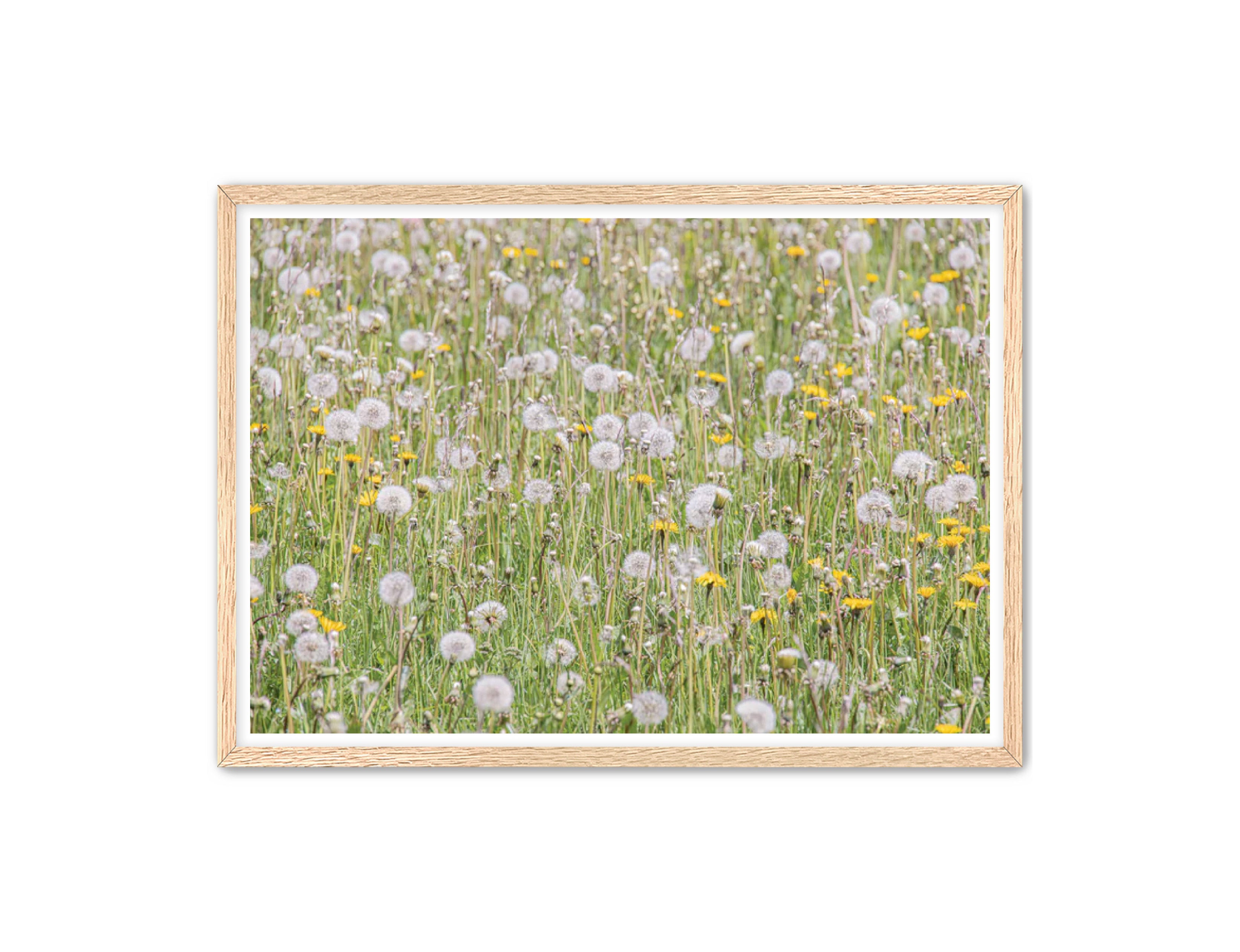 photography Prints 'FIELD OF FLOWERS' Erin Rudzinski