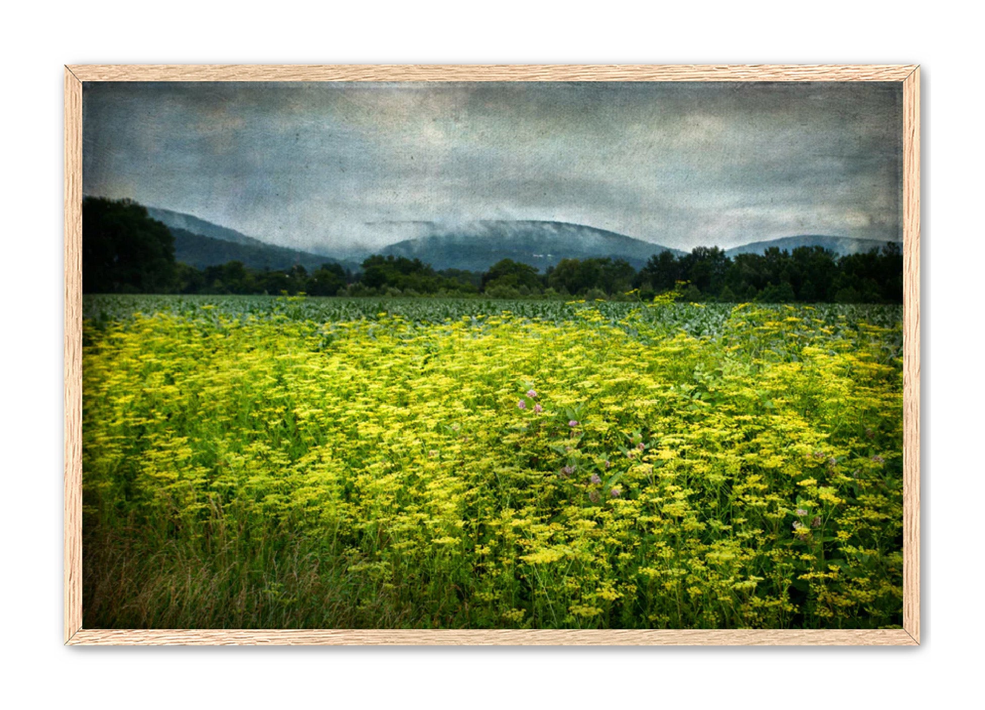 PhotoArt Prints 'SCHOHARIE WILDFLOWERS' Danielle Neumann Kelly