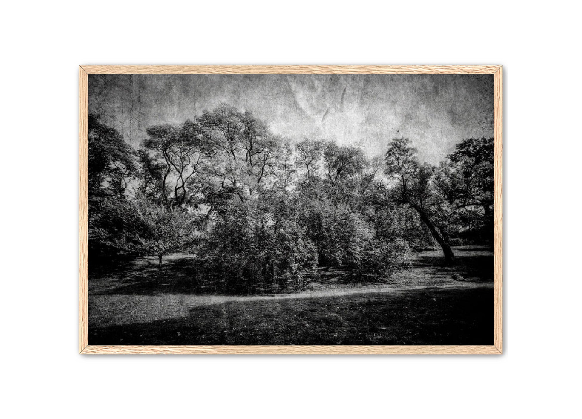 PhotoArt Prints 'LIFE OF TREES' Danielle Neumann Kelly