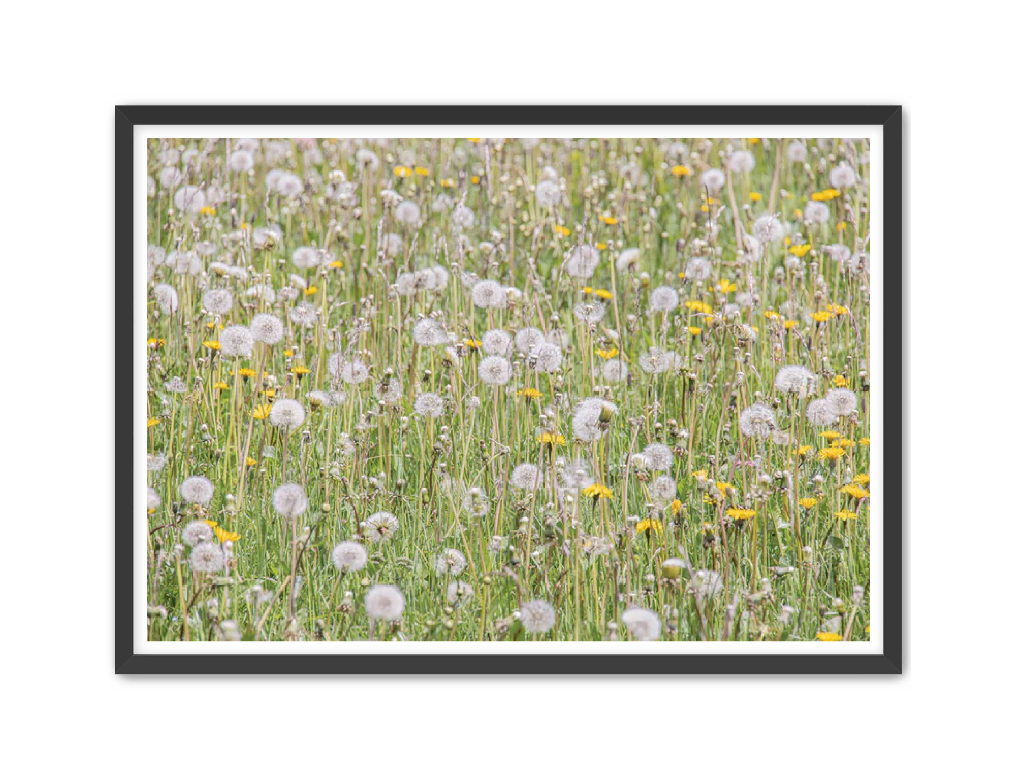 photography Prints 'FIELD OF FLOWERS' Erin Rudzinski