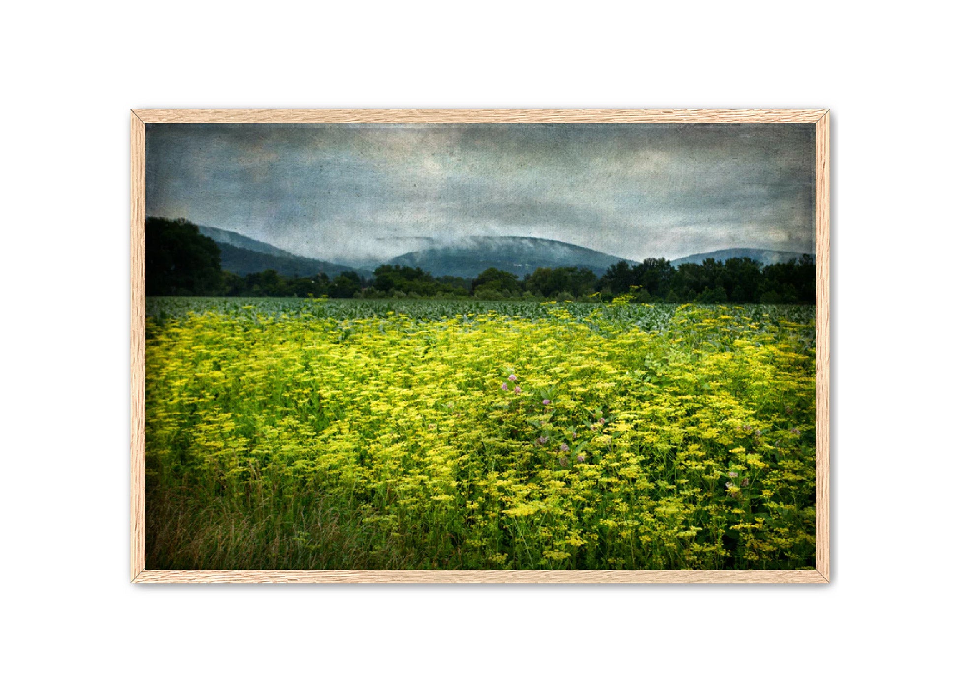 PhotoArt Prints 'SCHOHARIE WILDFLOWERS' Danielle Neumann Kelly