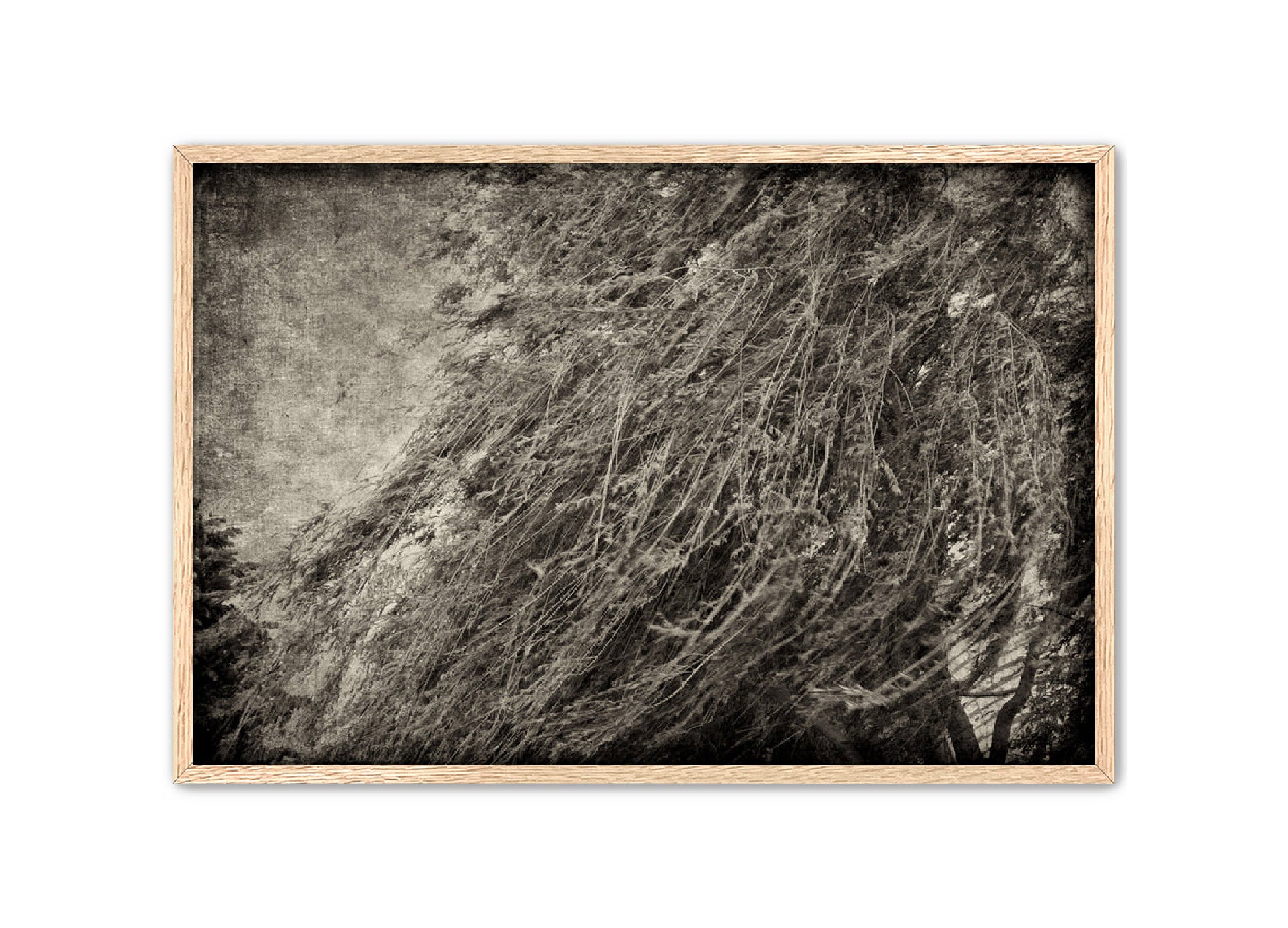 PhotoArt Prints 'TEXTURED TREES 1' Danielle Neumann Kelly