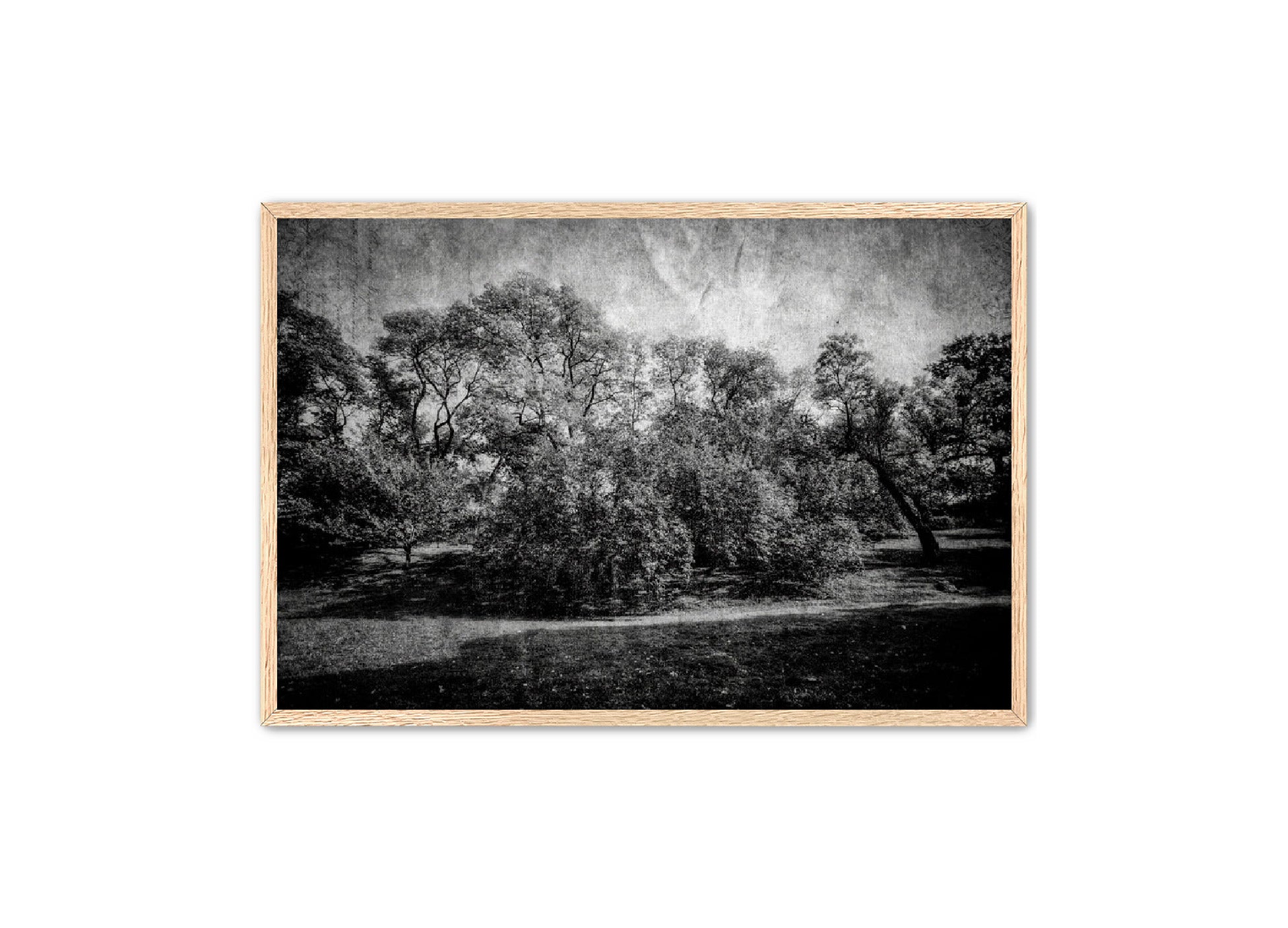 PhotoArt Prints 'LIFE OF TREES' Danielle Neumann Kelly