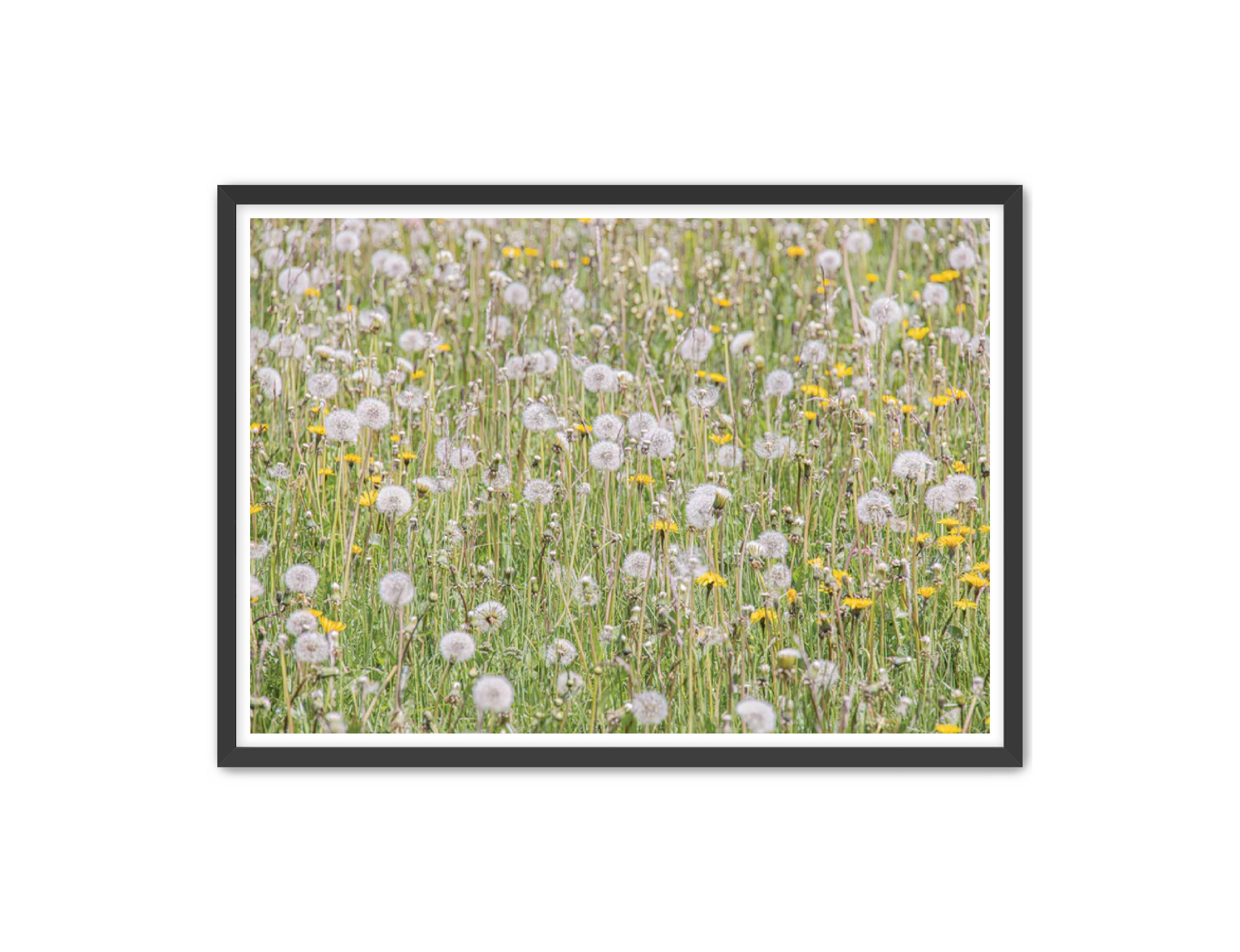 photography Prints 'FIELD OF FLOWERS' Erin Rudzinski