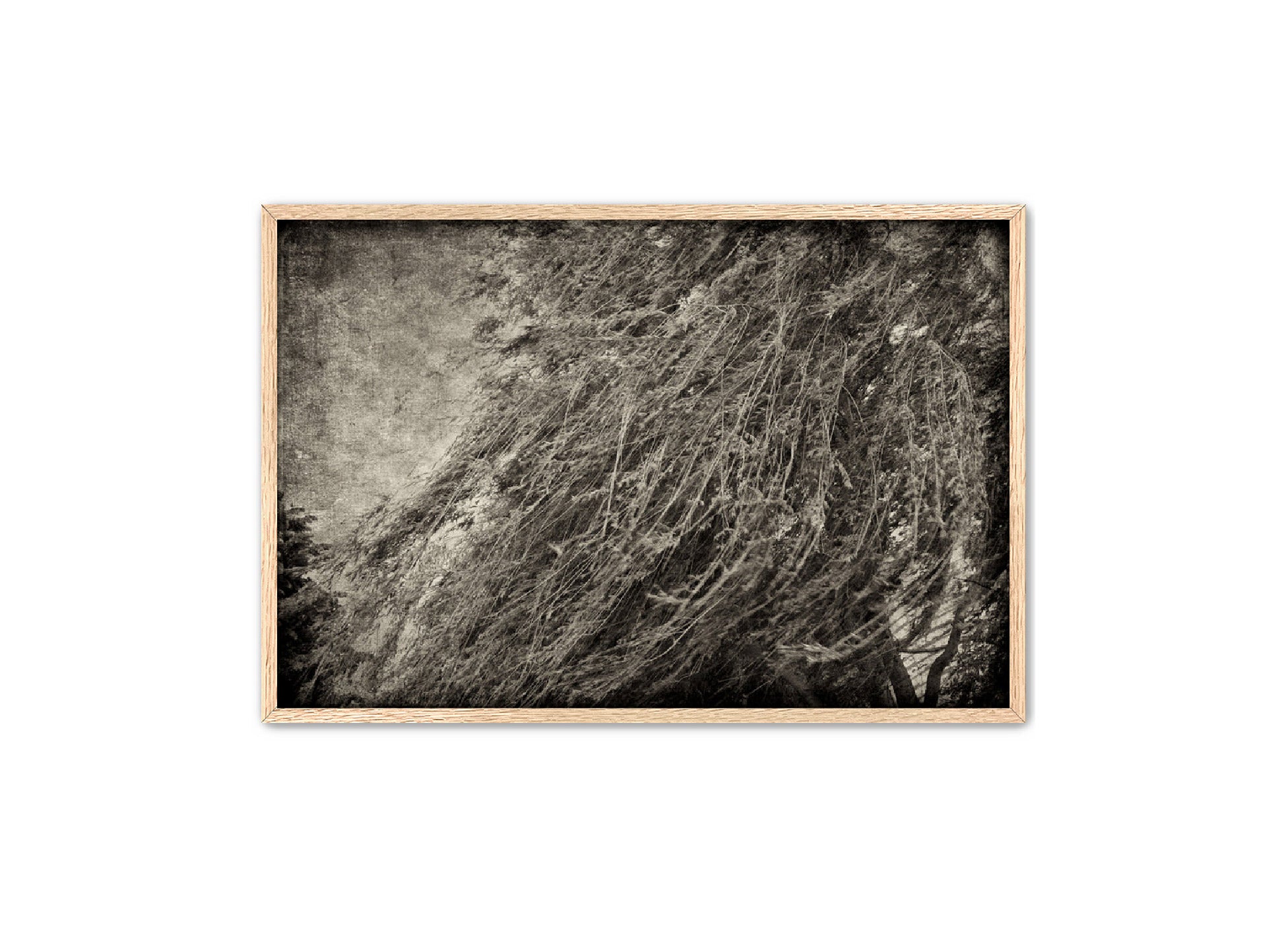 PhotoArt Prints 'TEXTURED TREES 1' Danielle Neumann Kelly