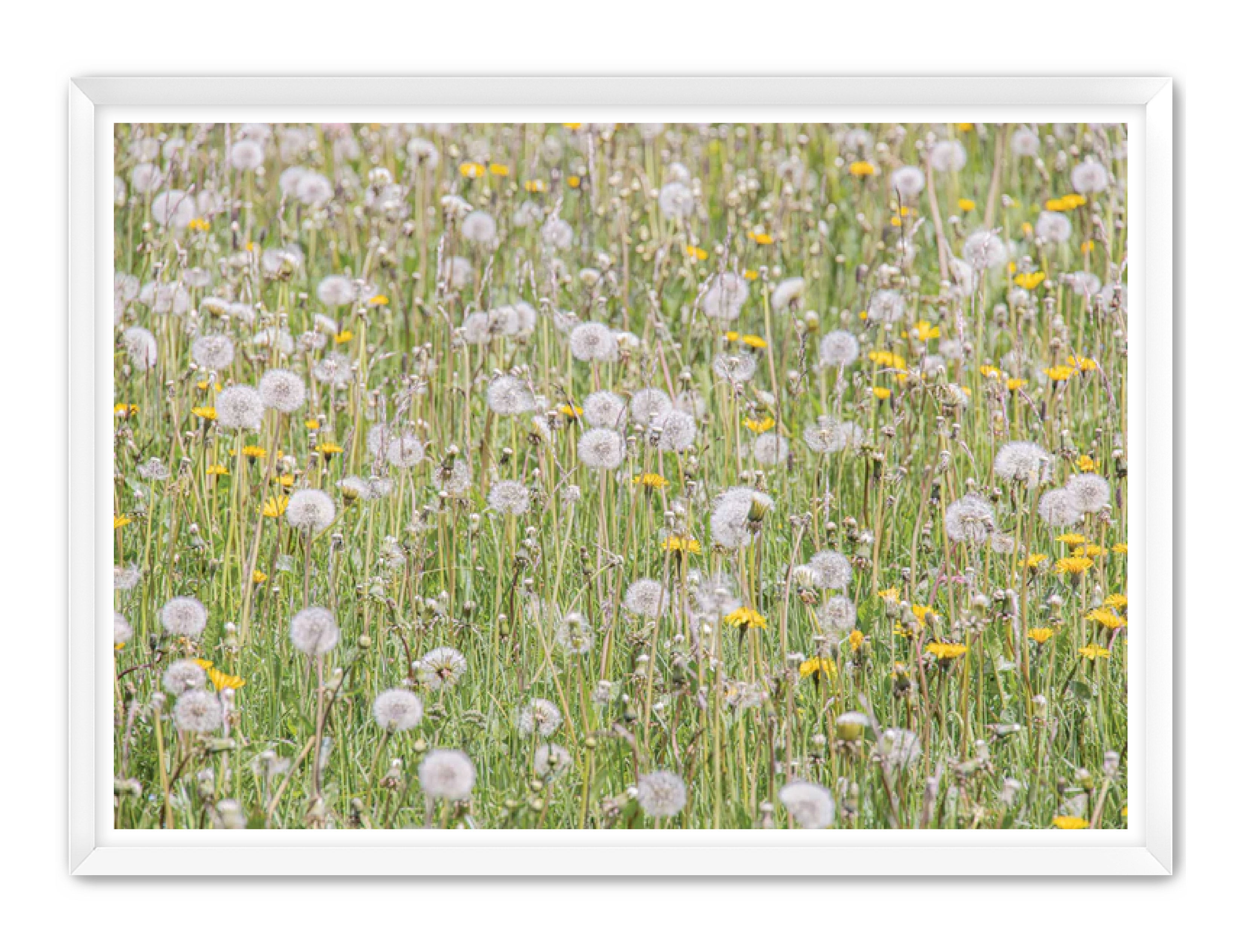 photography Prints 'FIELD OF FLOWERS' Erin Rudzinski