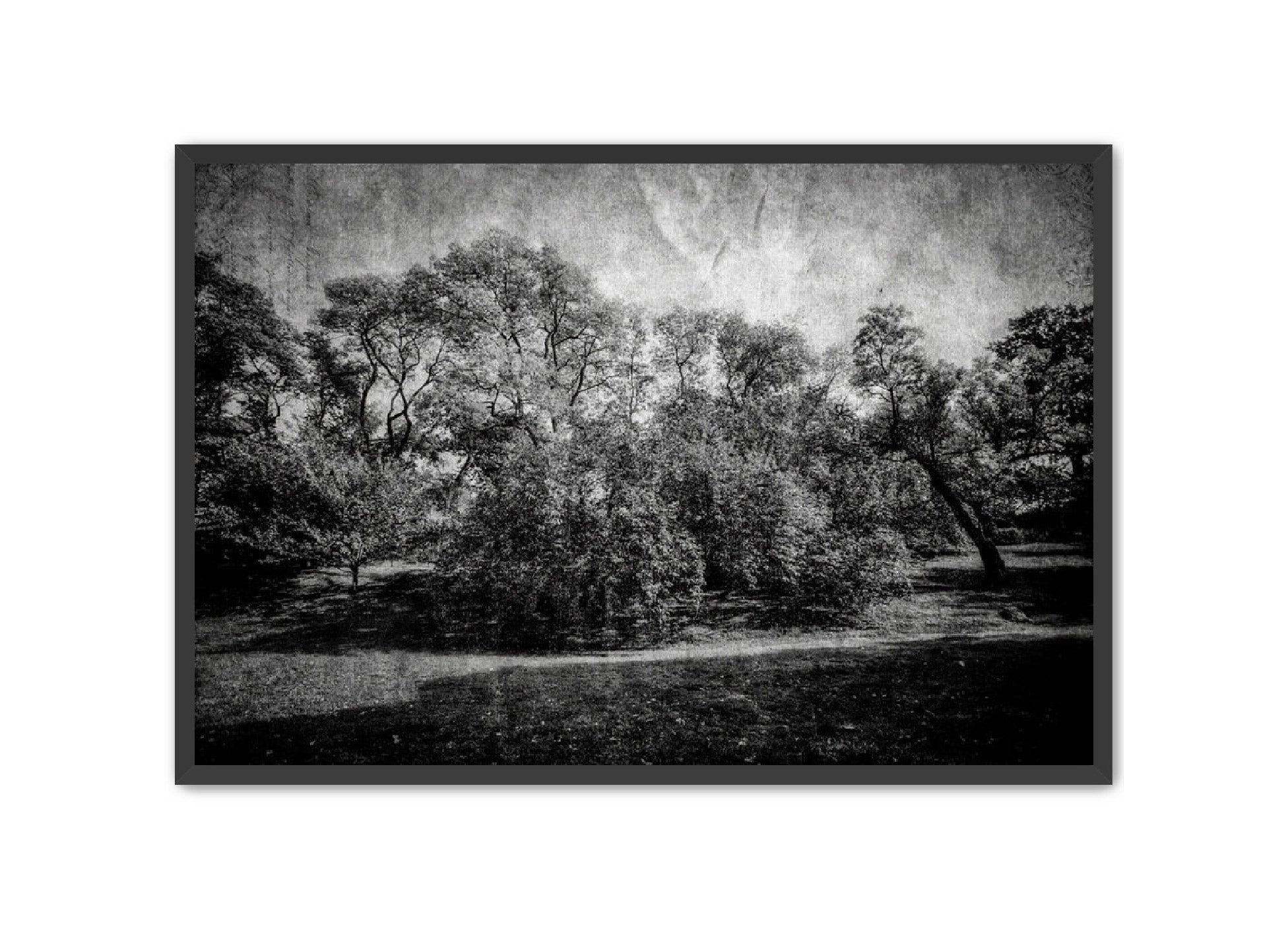 PhotoArt Prints 'LIFE OF TREES' Danielle Neumann Kelly
