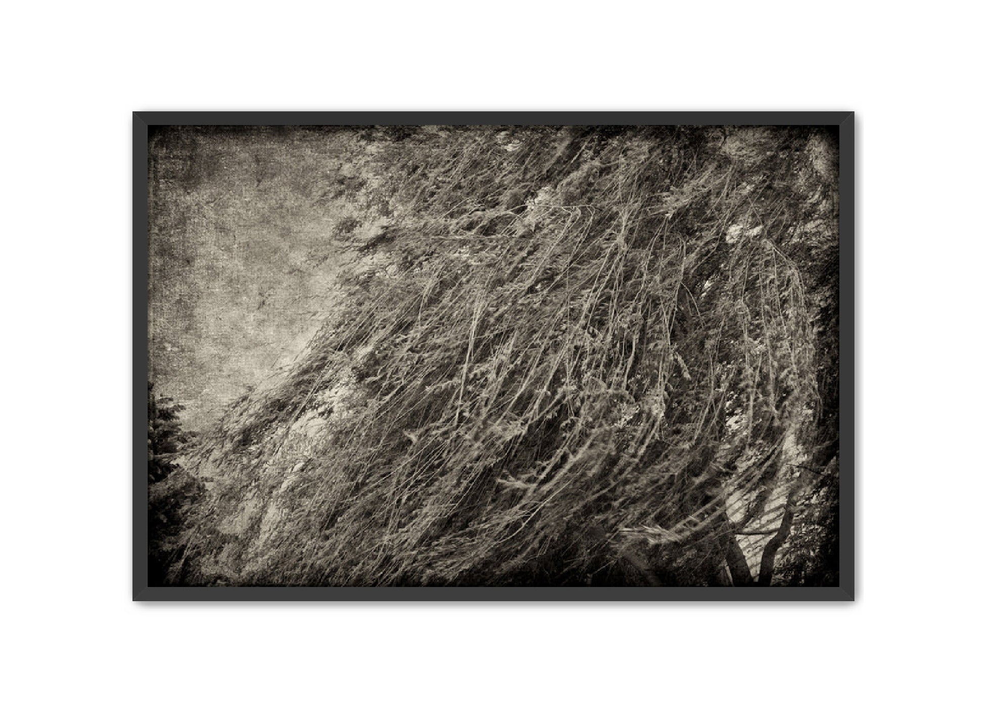 PhotoArt Prints 'TEXTURED TREES 1' Danielle Neumann Kelly