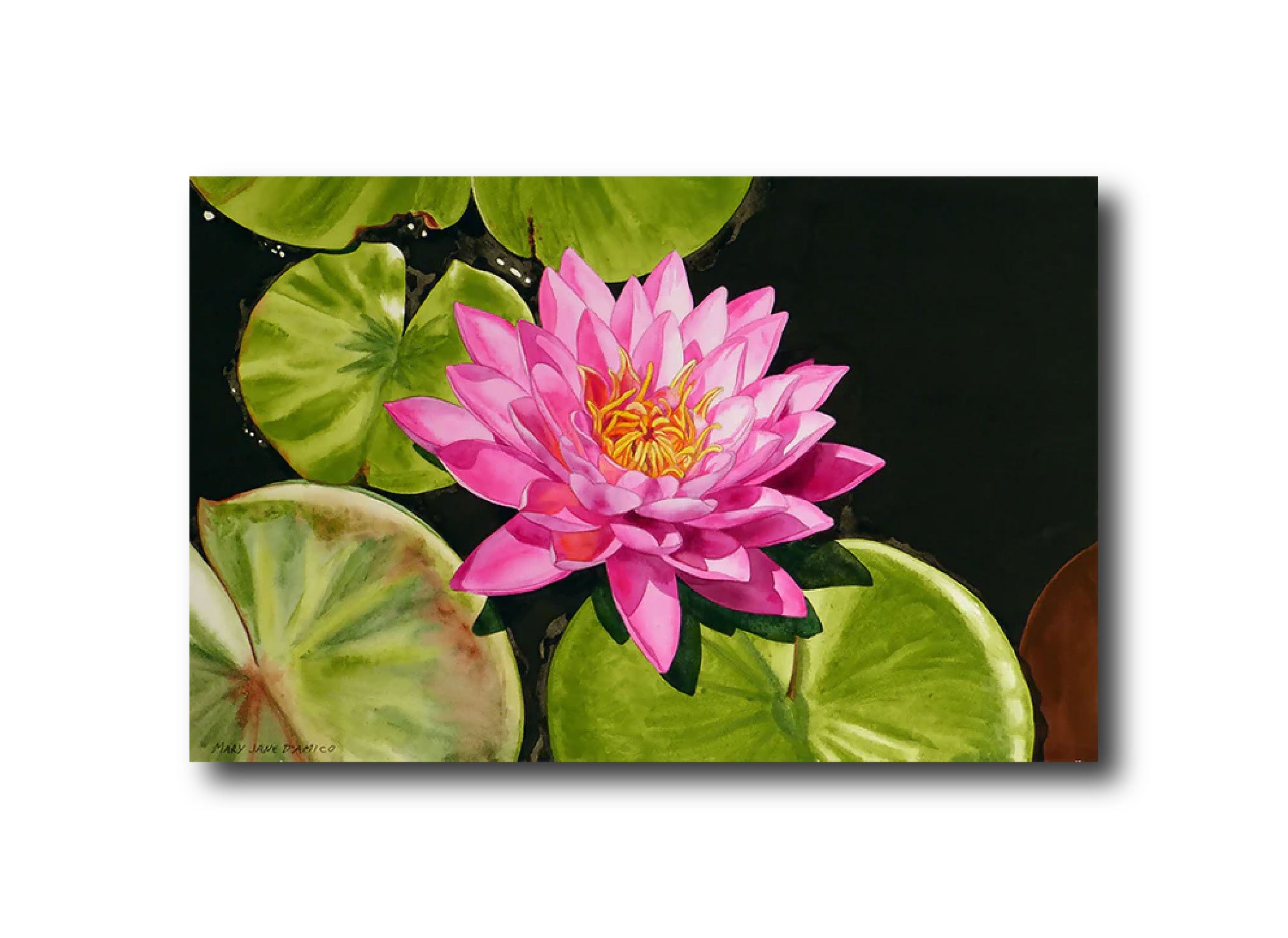 Water Lily