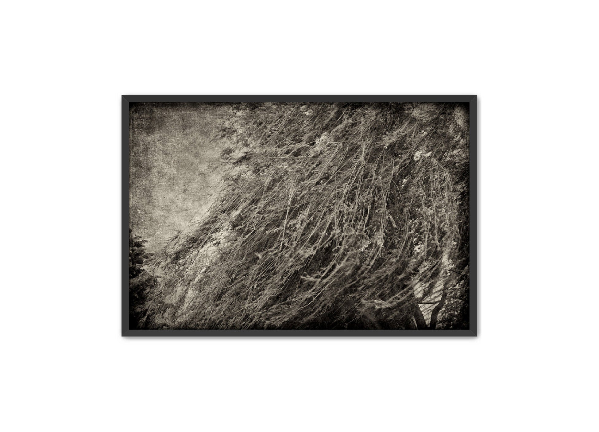 PhotoArt Prints 'TEXTURED TREES 1' Danielle Neumann Kelly