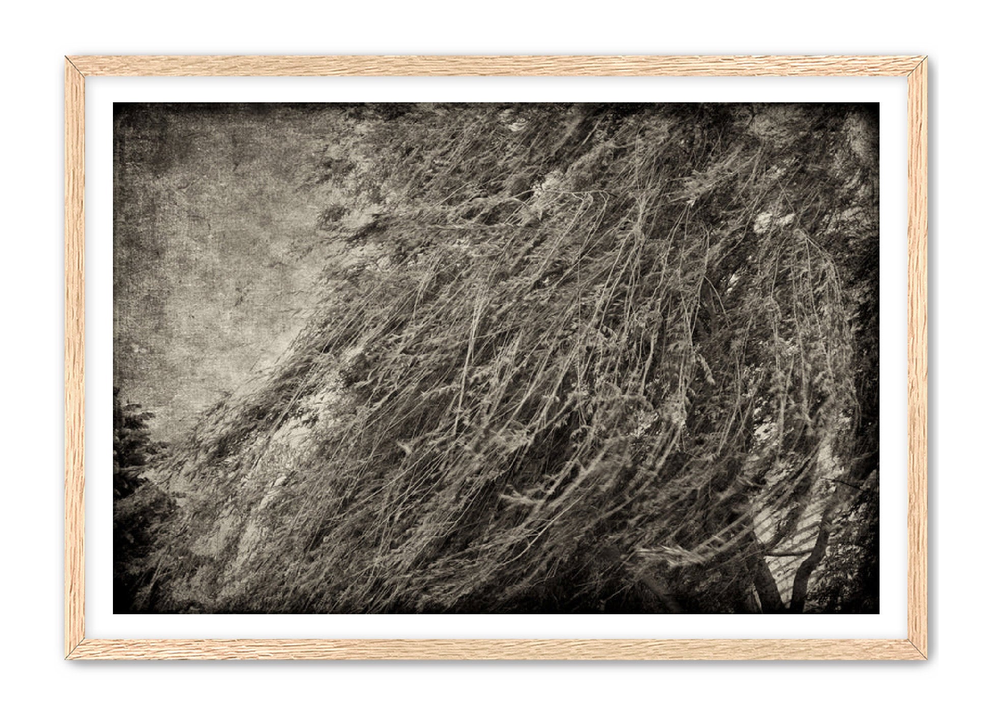PhotoArt Prints 'TEXTURED TREES 1' Danielle Neumann Kelly