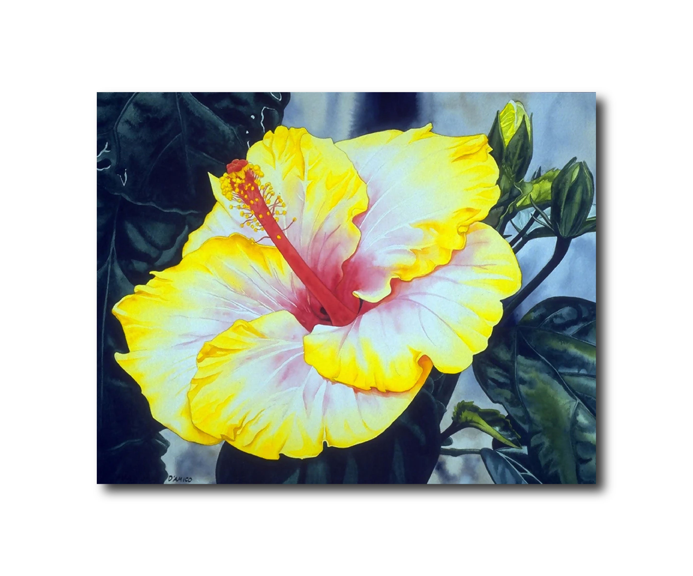 Yellow Hibiscus