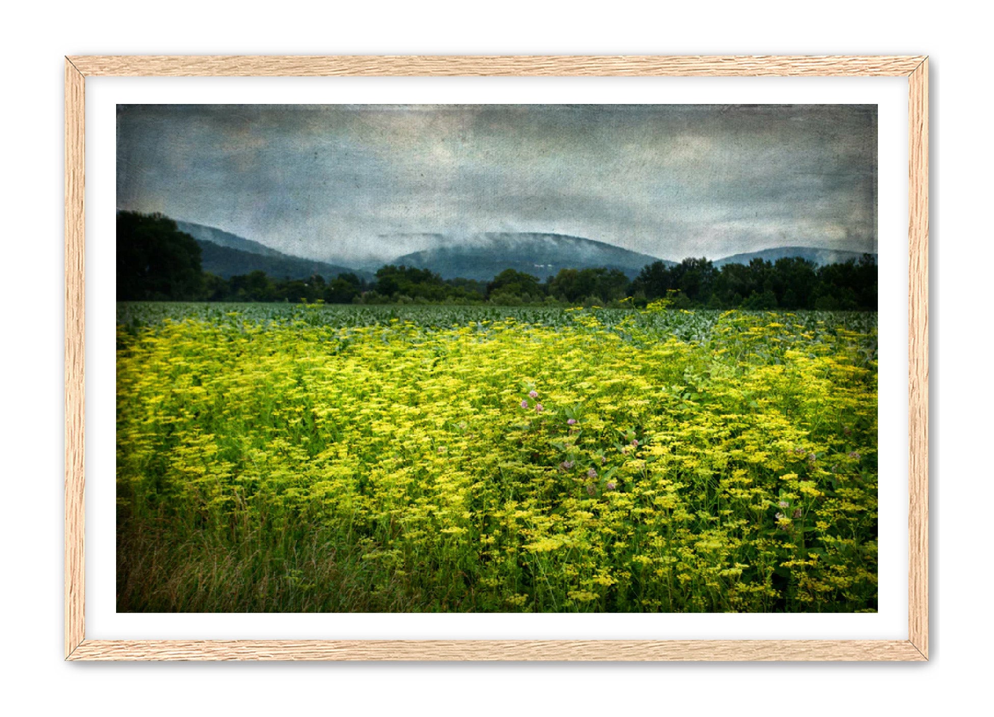 PhotoArt Prints 'SCHOHARIE WILDFLOWERS' Danielle Neumann Kelly