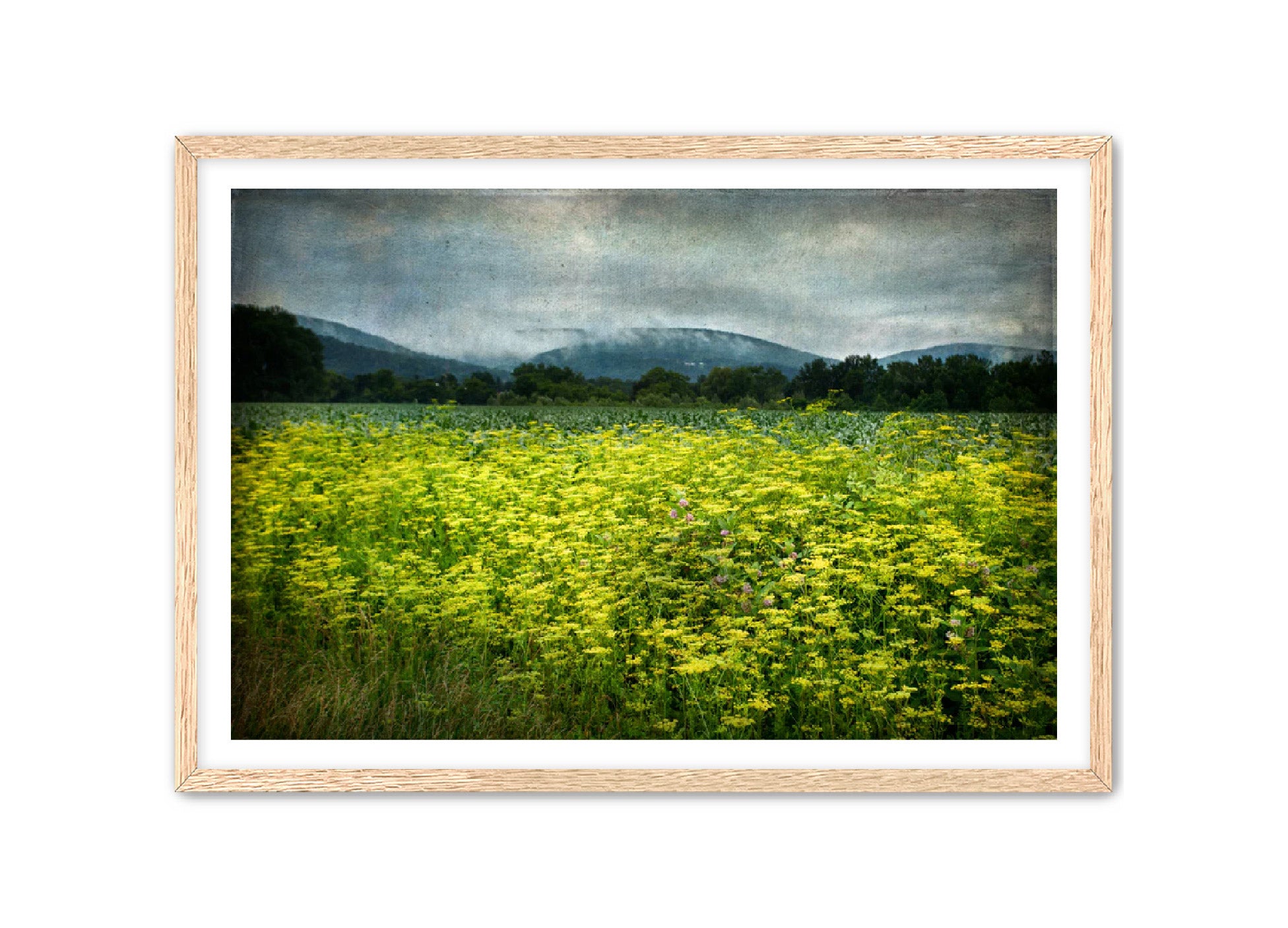 PhotoArt Prints 'SCHOHARIE WILDFLOWERS' Danielle Neumann Kelly