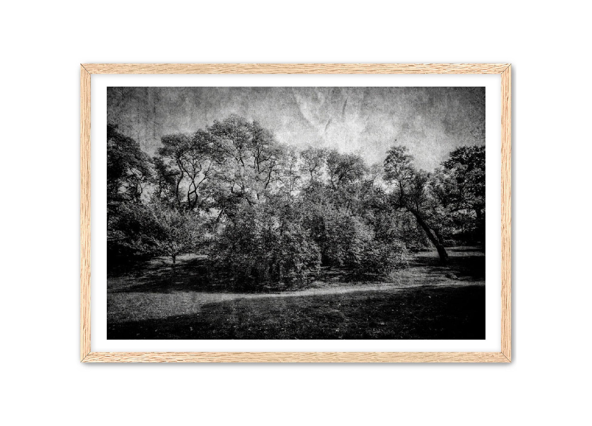PhotoArt Prints 'LIFE OF TREES' Danielle Neumann Kelly