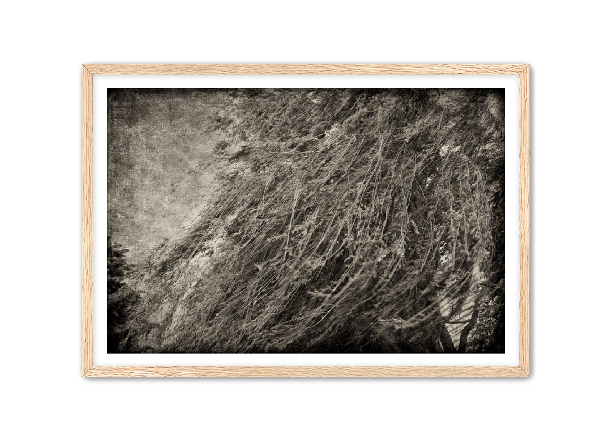 PhotoArt Prints 'TEXTURED TREES 1' Danielle Neumann Kelly