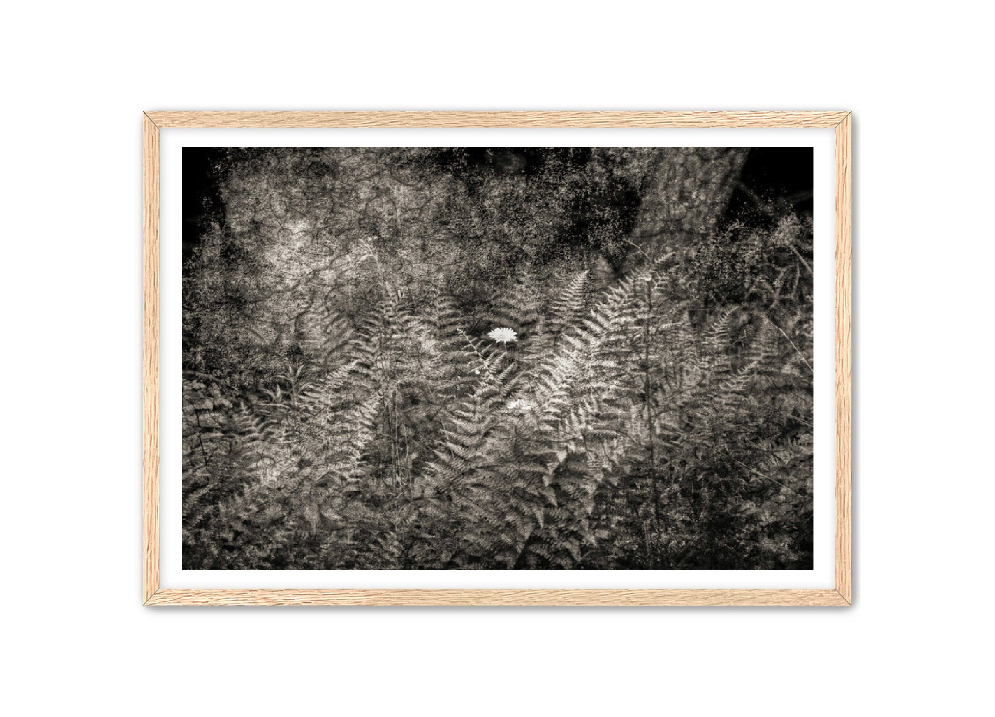 PhotoArt Prints 'FERNS' Danielle Neumann Kelly