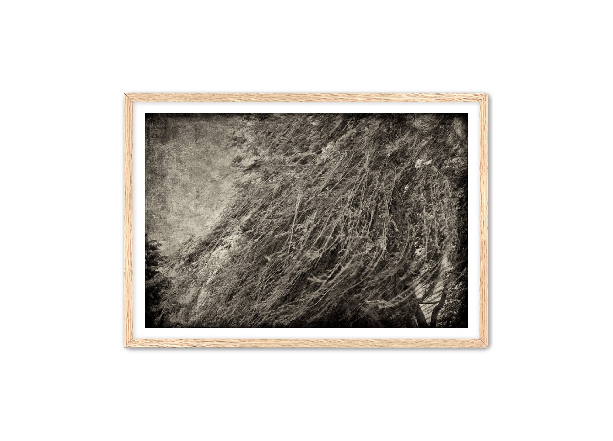 PhotoArt Prints 'TEXTURED TREES 1' Danielle Neumann Kelly
