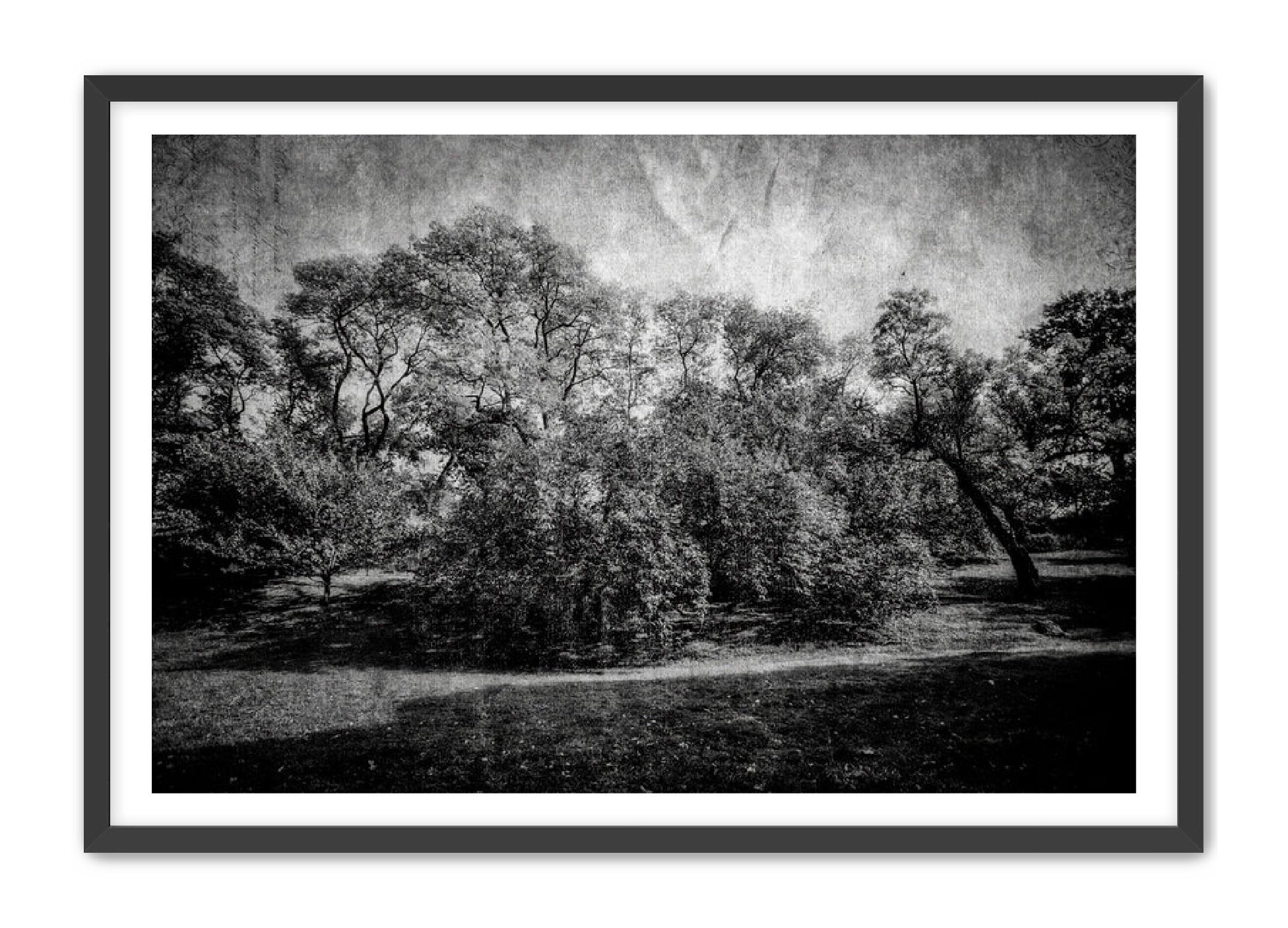 PhotoArt Prints 'LIFE OF TREES' Danielle Neumann Kelly
