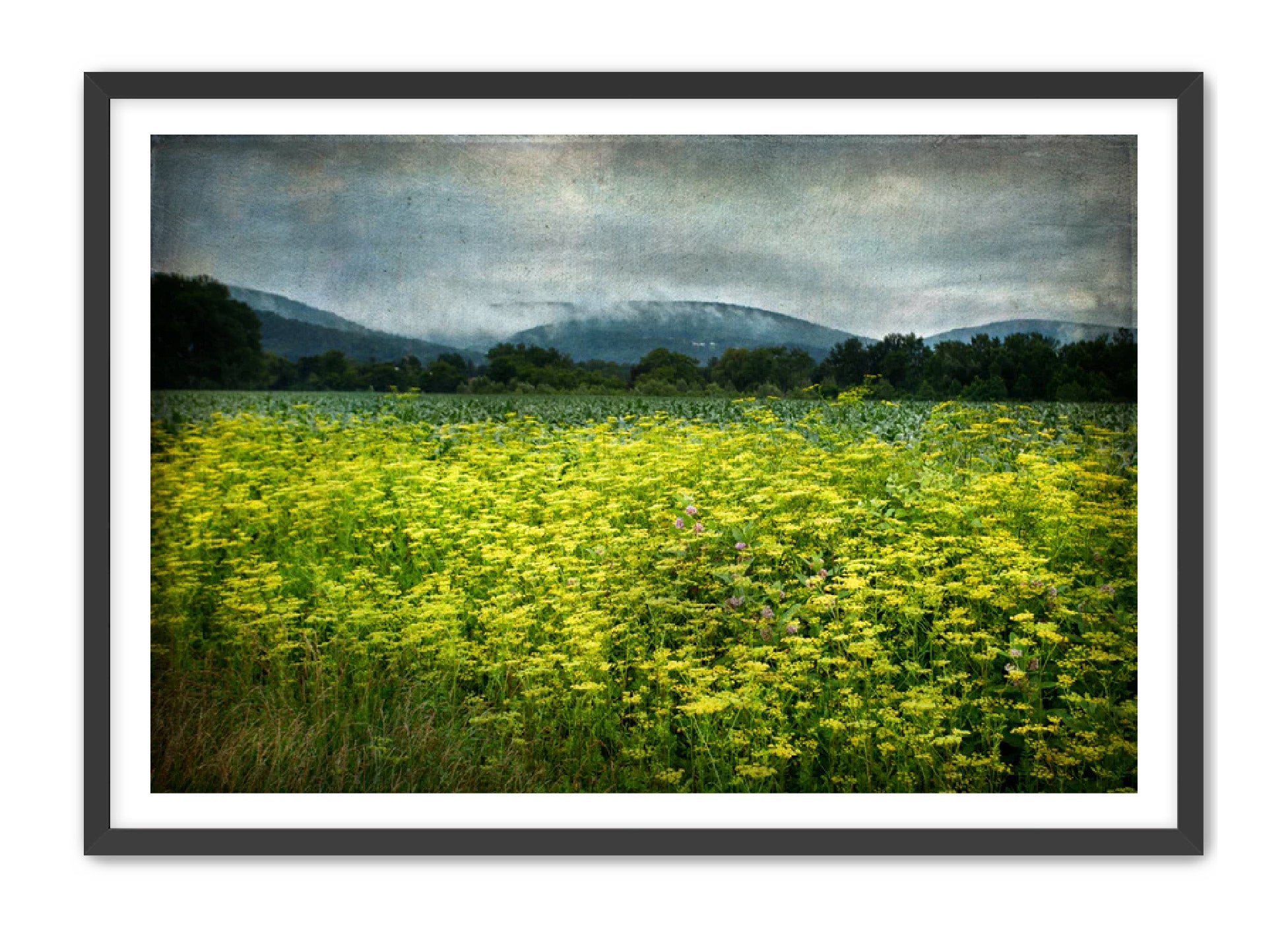 PhotoArt Prints 'SCHOHARIE WILDFLOWERS' Danielle Neumann Kelly