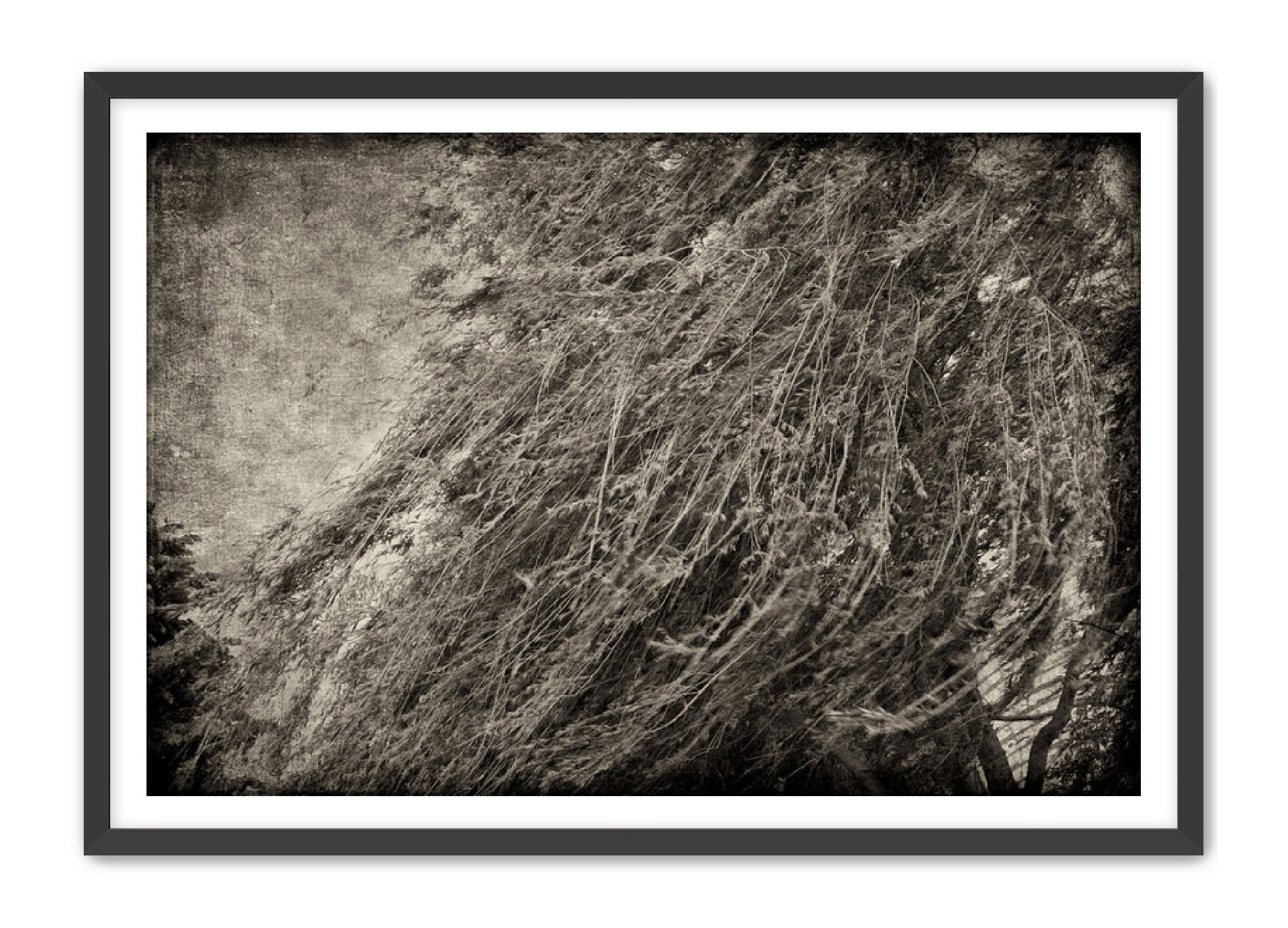 PhotoArt Prints 'TEXTURED TREES 1' Danielle Neumann Kelly