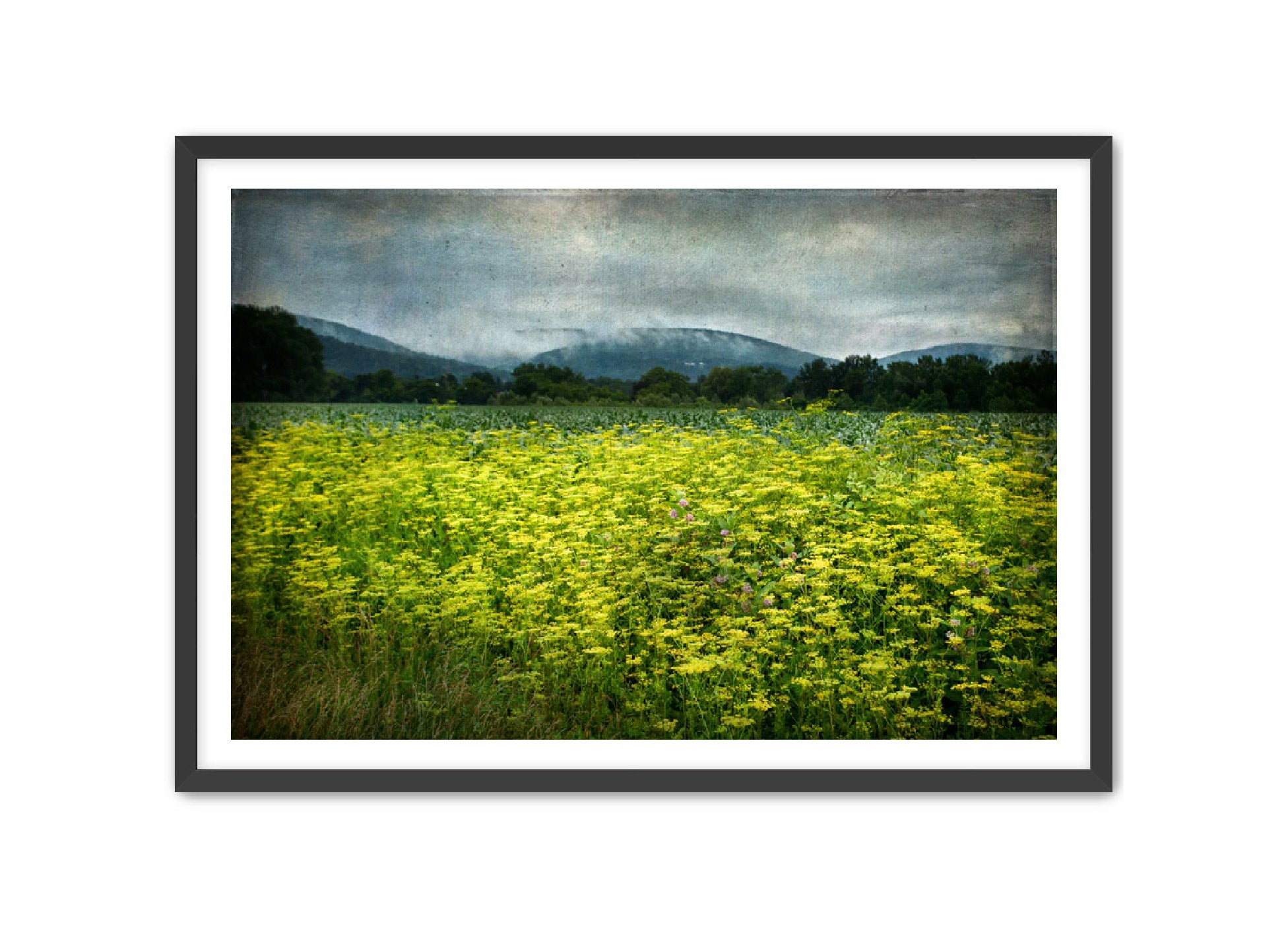 PhotoArt Prints 'SCHOHARIE WILDFLOWERS' Danielle Neumann Kelly