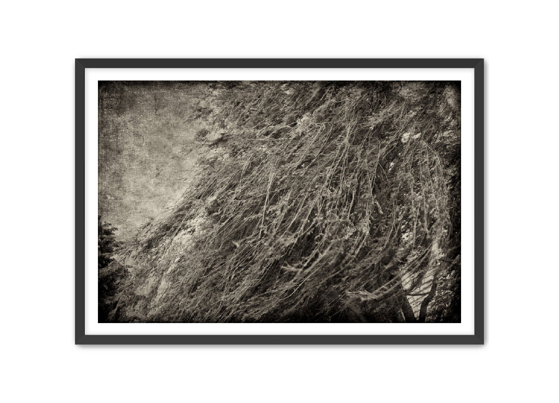 PhotoArt Prints 'TEXTURED TREES 1' Danielle Neumann Kelly