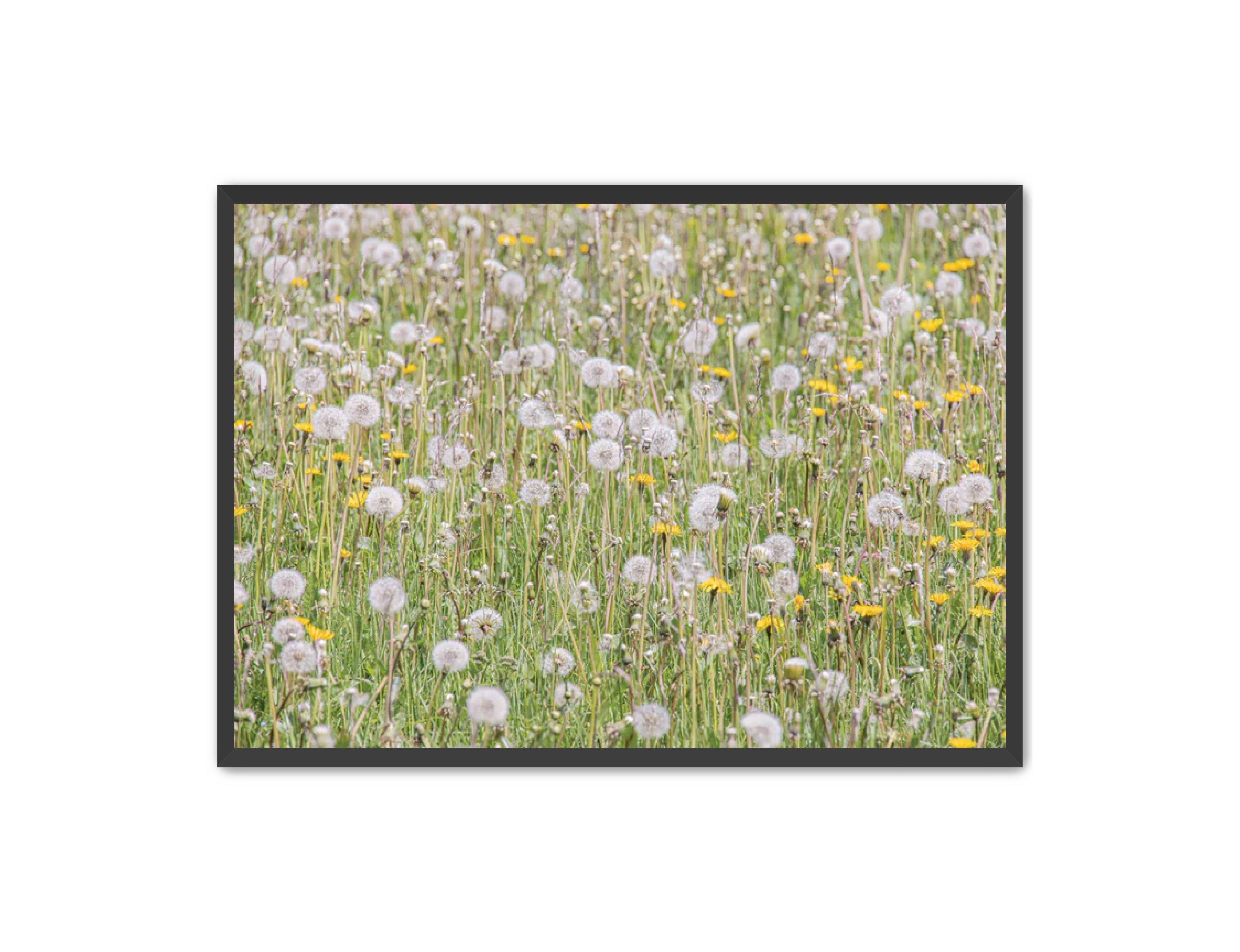 photography Prints 'FIELD OF FLOWERS' Erin Rudzinski