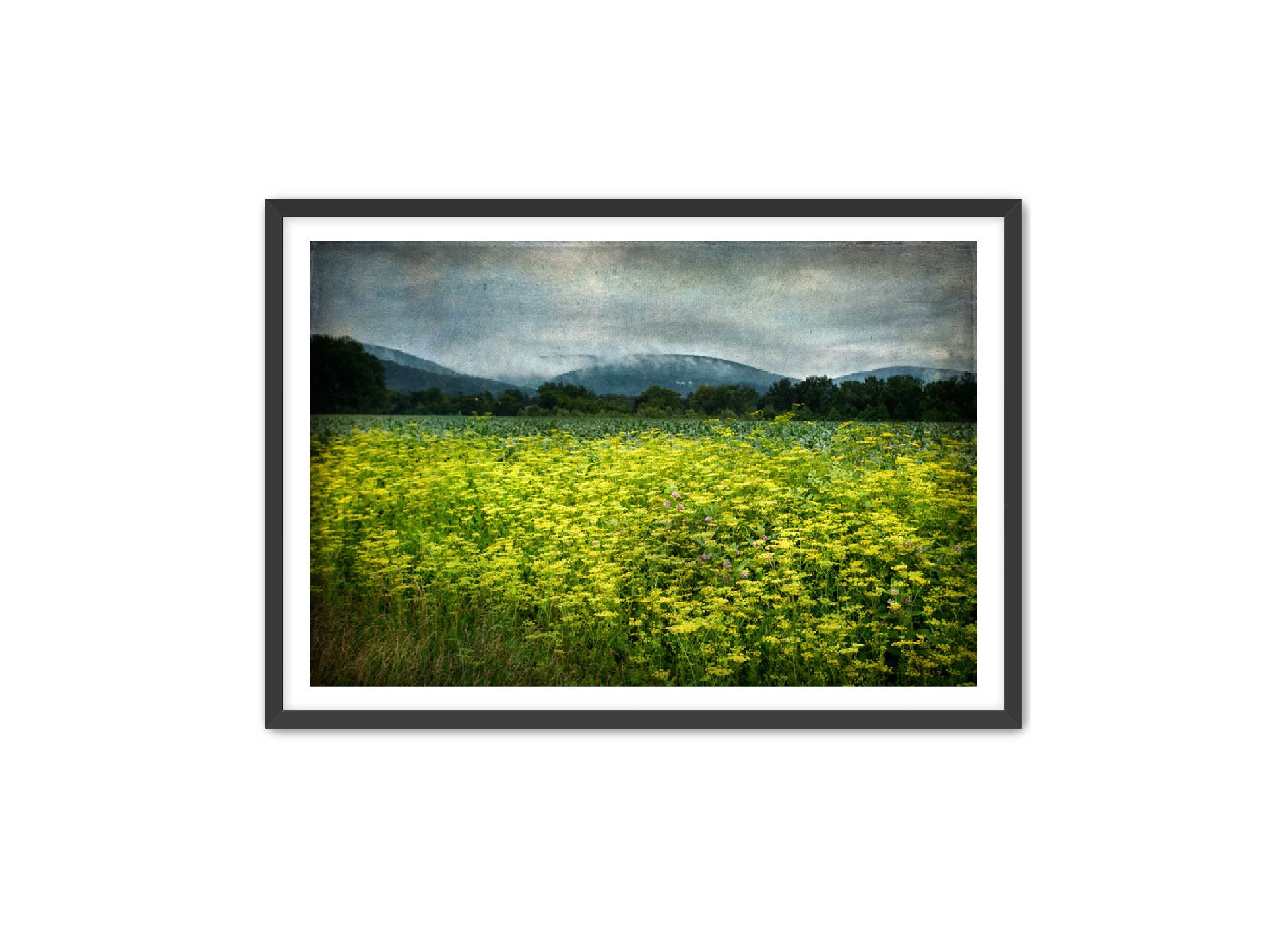 PhotoArt Prints 'SCHOHARIE WILDFLOWERS' Danielle Neumann Kelly