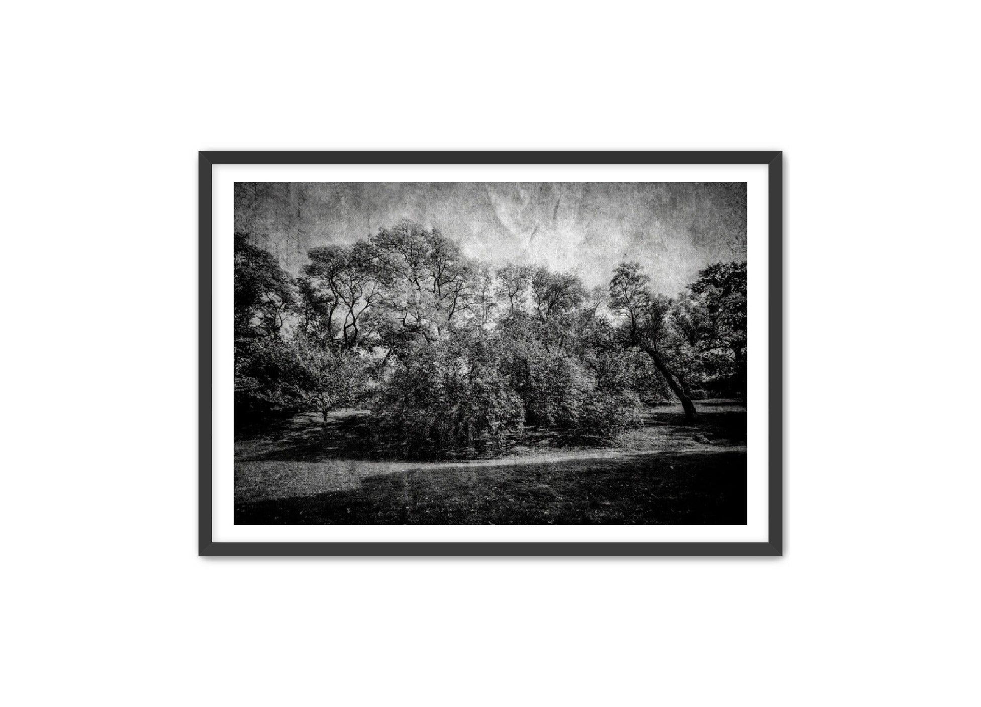 PhotoArt Prints 'LIFE OF TREES' Danielle Neumann Kelly
