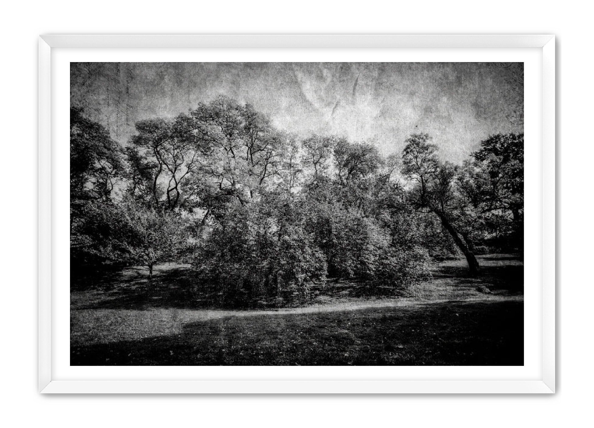 PhotoArt Prints 'LIFE OF TREES' Danielle Neumann Kelly