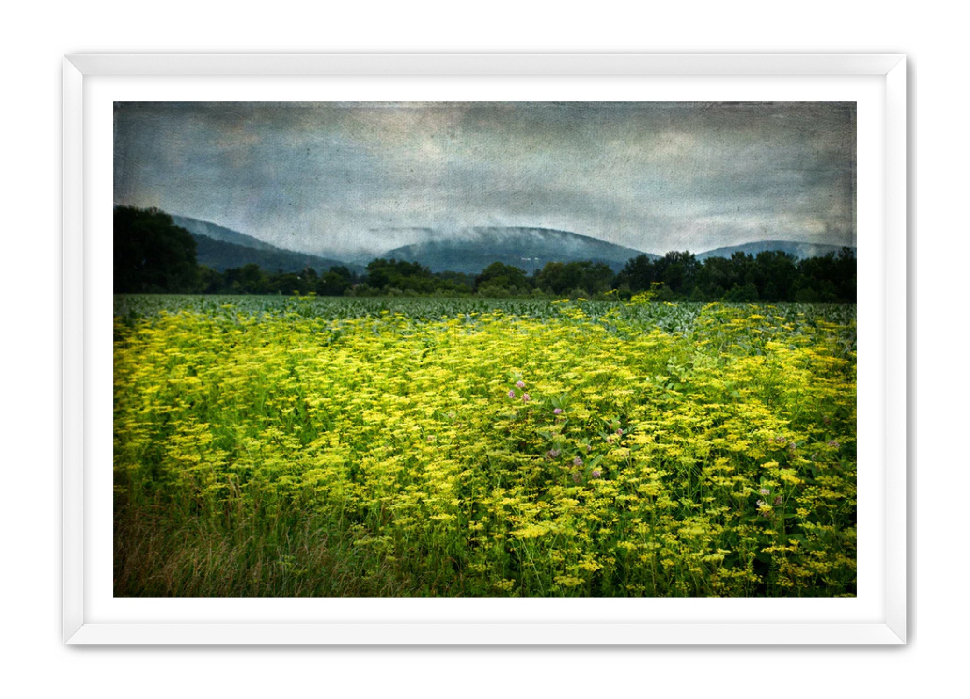 PhotoArt Prints 'SCHOHARIE WILDFLOWERS' Danielle Neumann Kelly