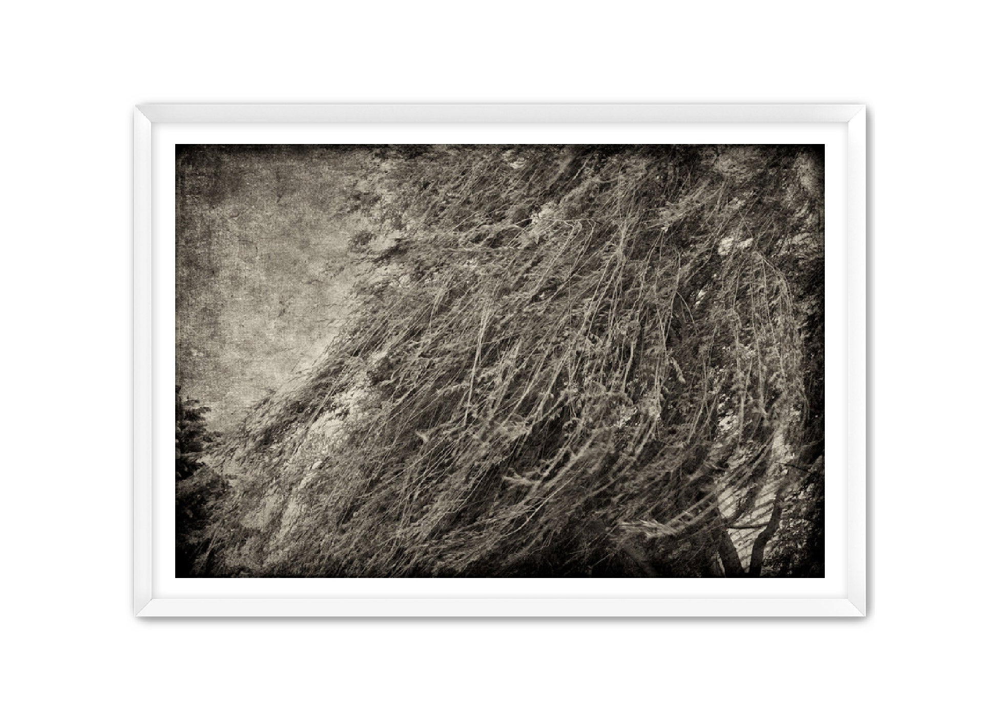PhotoArt Prints 'TEXTURED TREES 1' Danielle Neumann Kelly