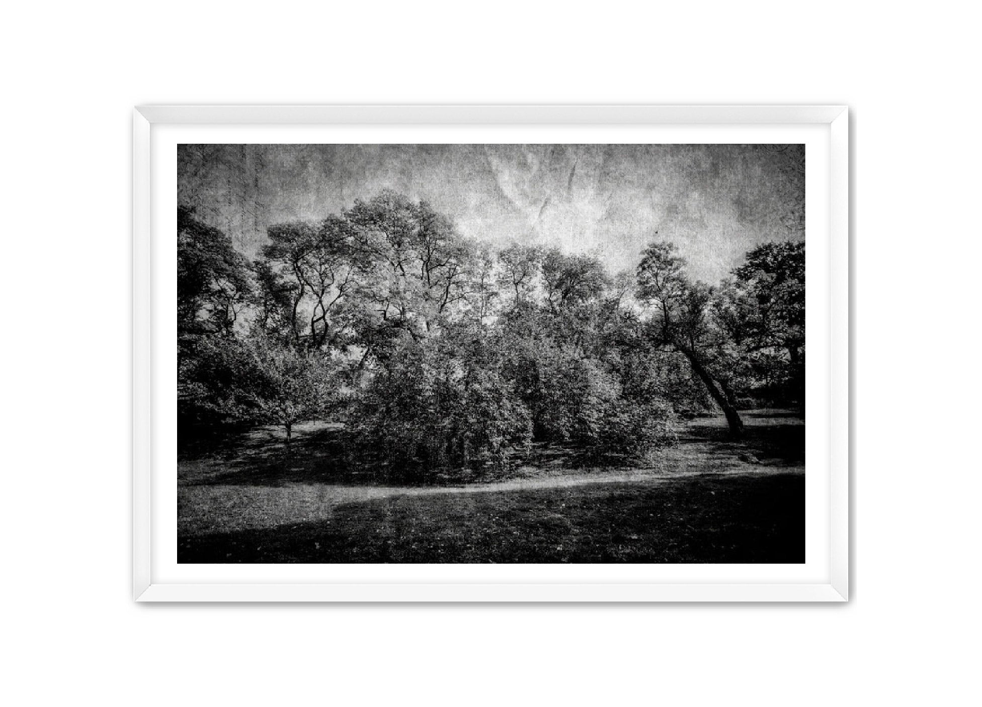 PhotoArt Prints 'LIFE OF TREES' Danielle Neumann Kelly