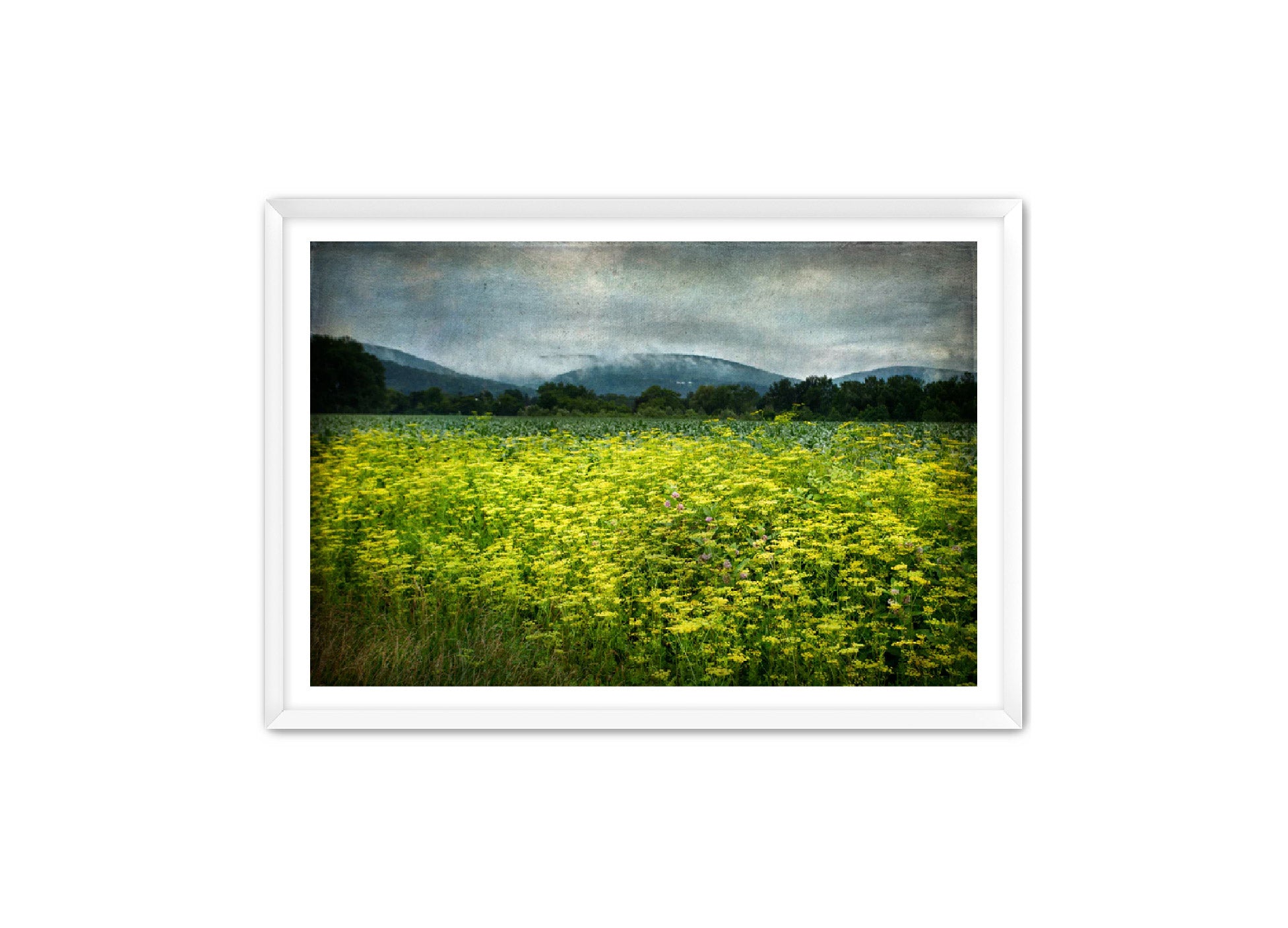 PhotoArt Prints 'SCHOHARIE WILDFLOWERS' Danielle Neumann Kelly