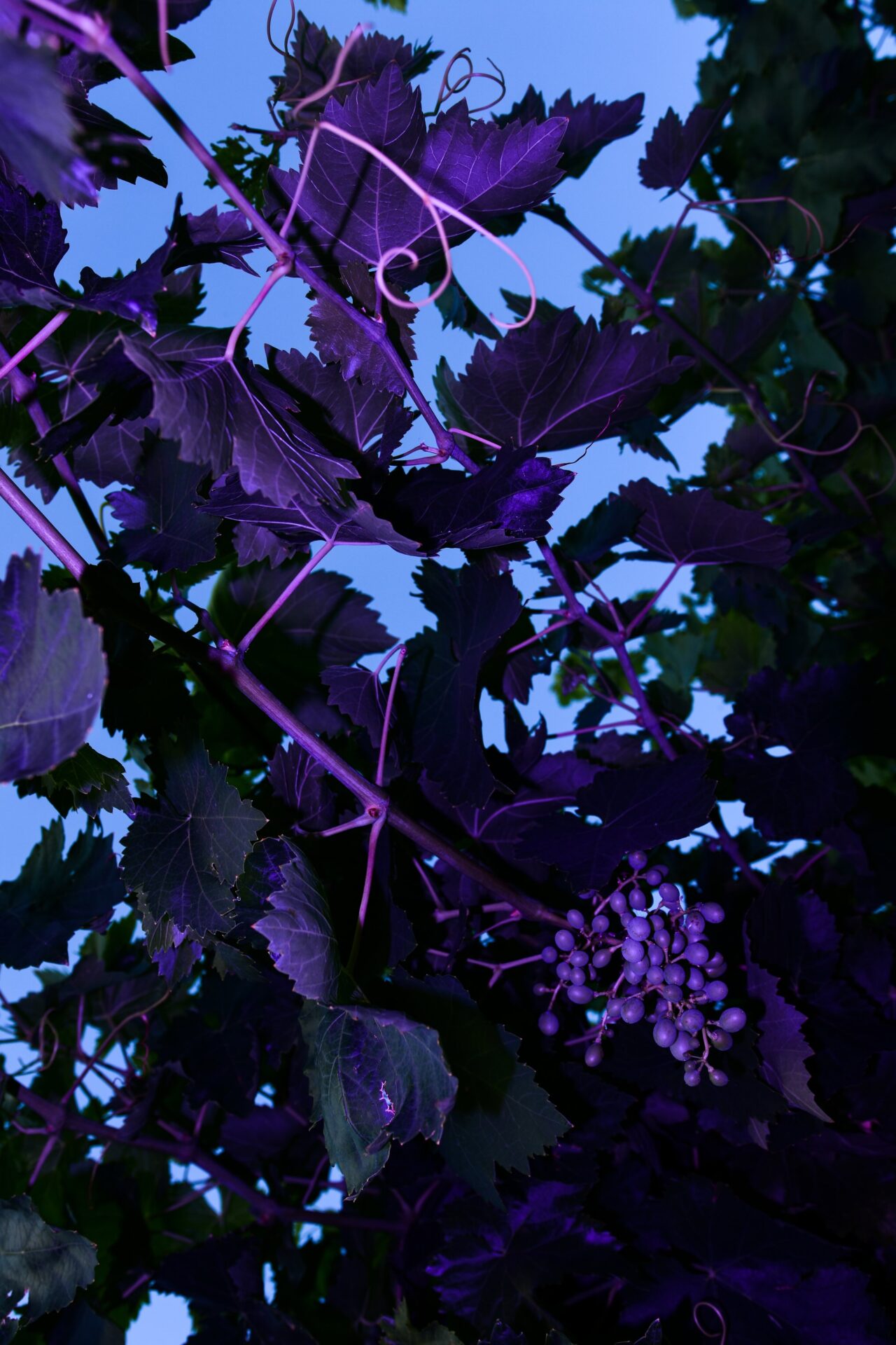 Garnet 30th of May 2019 (19:06) William Joe Josephs Radford