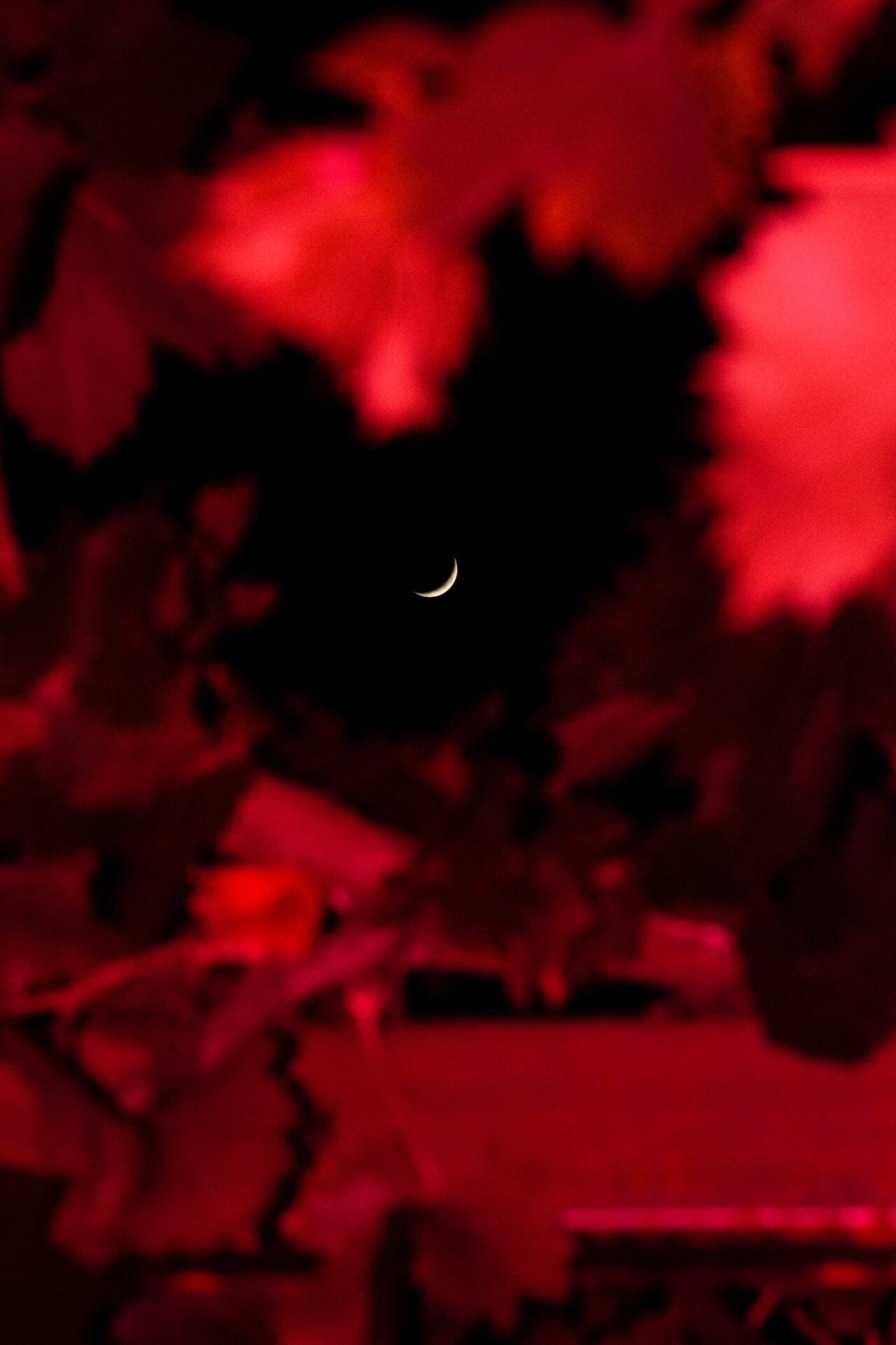 Garnet 6th of June 2019 (20:15) William Joe Josephs Radford