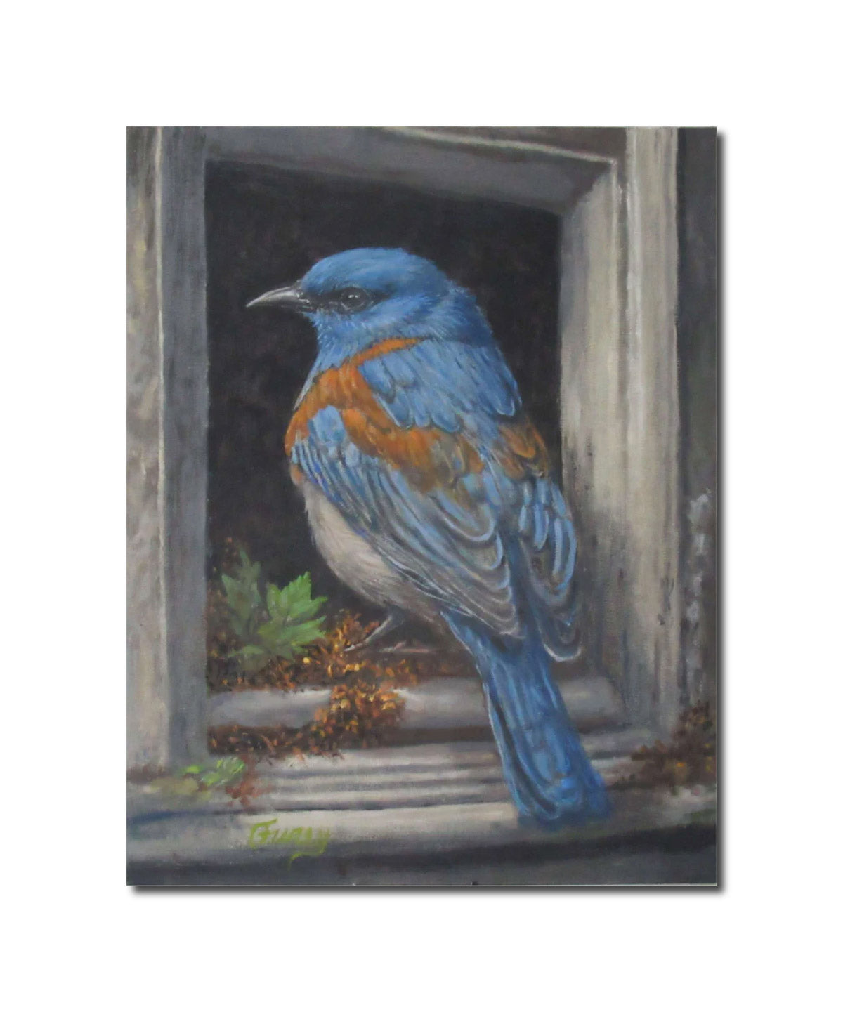 Blue Bird in a Box Tom Furey