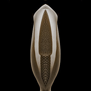 Botanical photography 'ELEPHANT EAR' - Digital Photo Allan Baillie